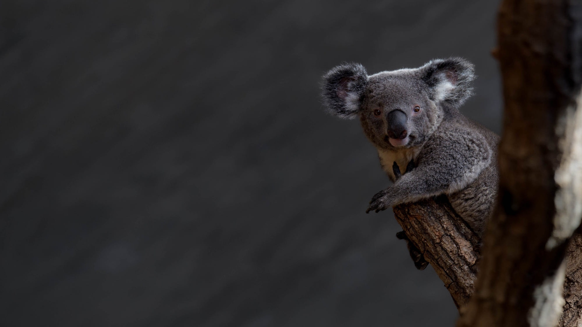 Koala 011
