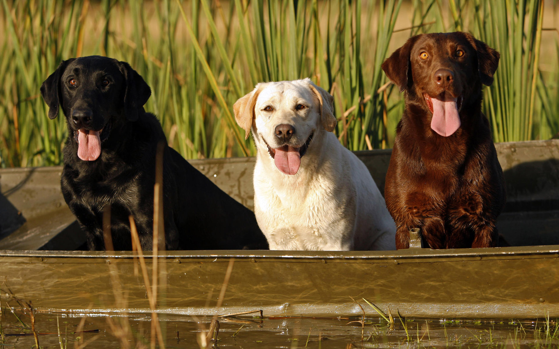 Animals 1920x1200 045 Psy, Labrador retriever