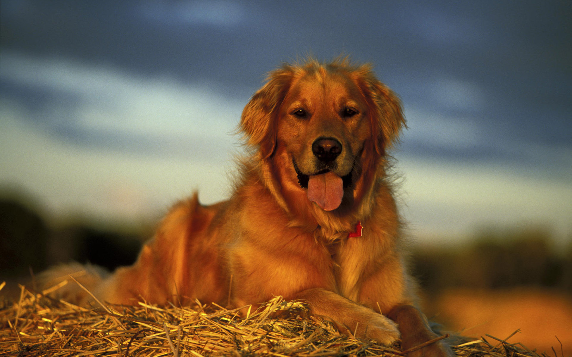 Animals 1920x1200 047 Pies, Golden Retriever