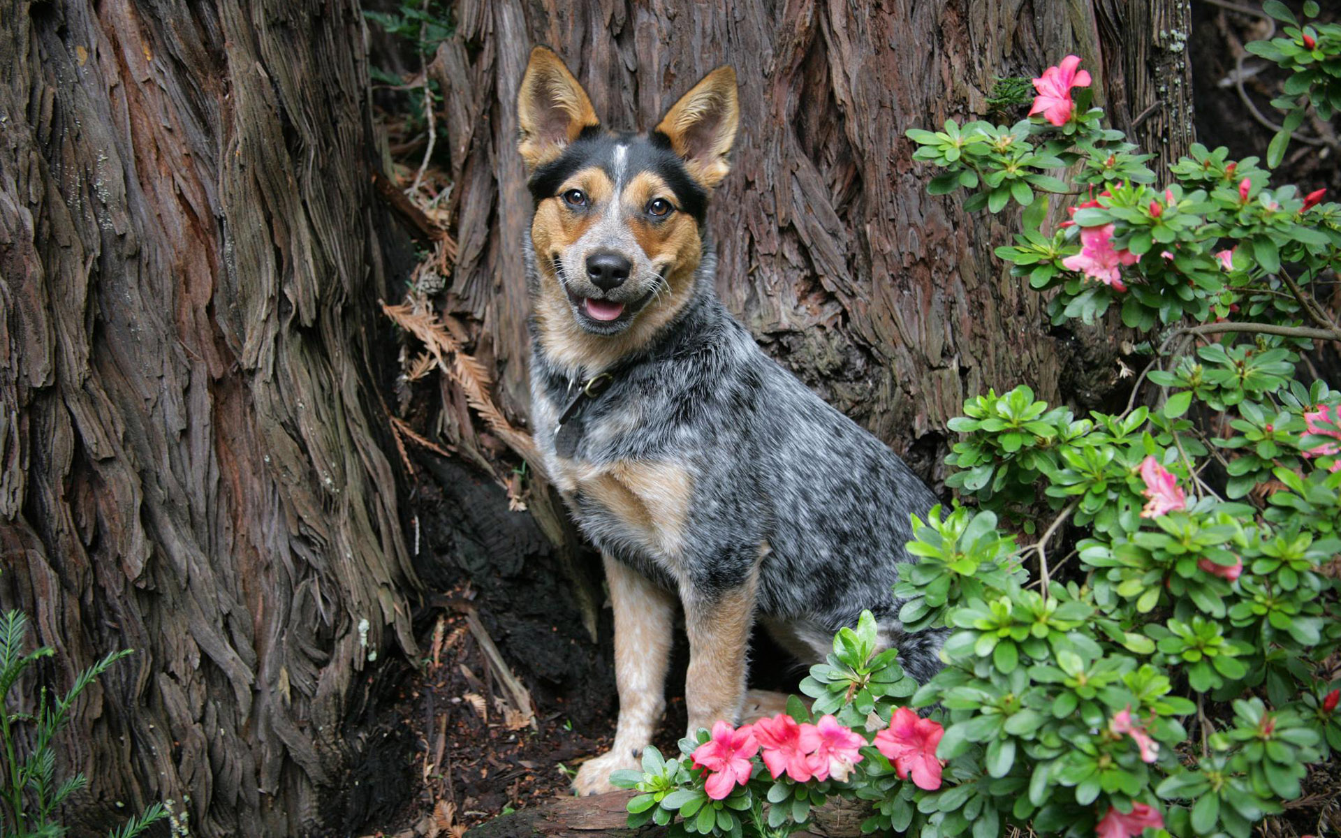 Animals 1920x1200 050 Pies, Australian Cattle Dog