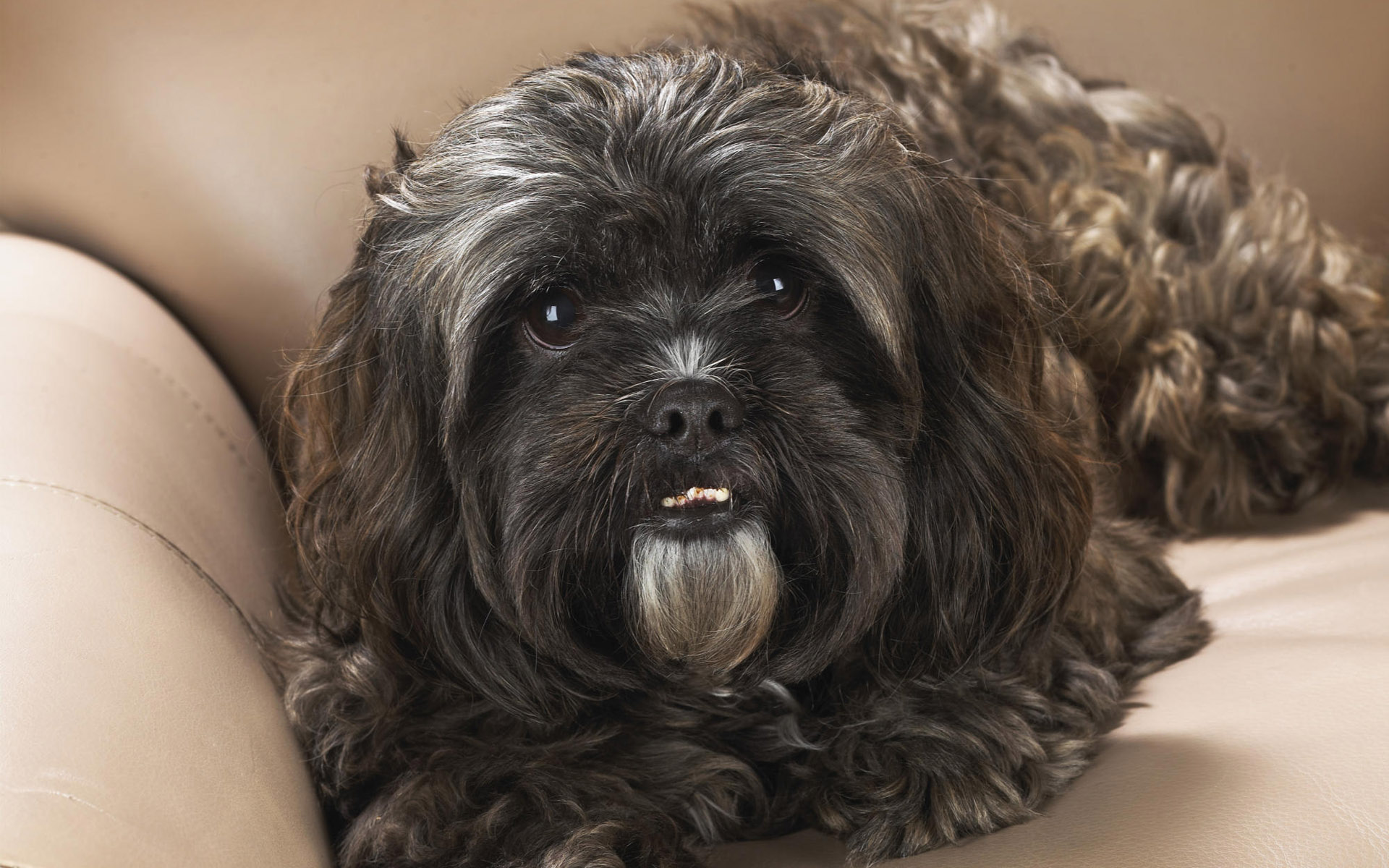 Animals 1920x1200 057 Pies, Shih Tzu