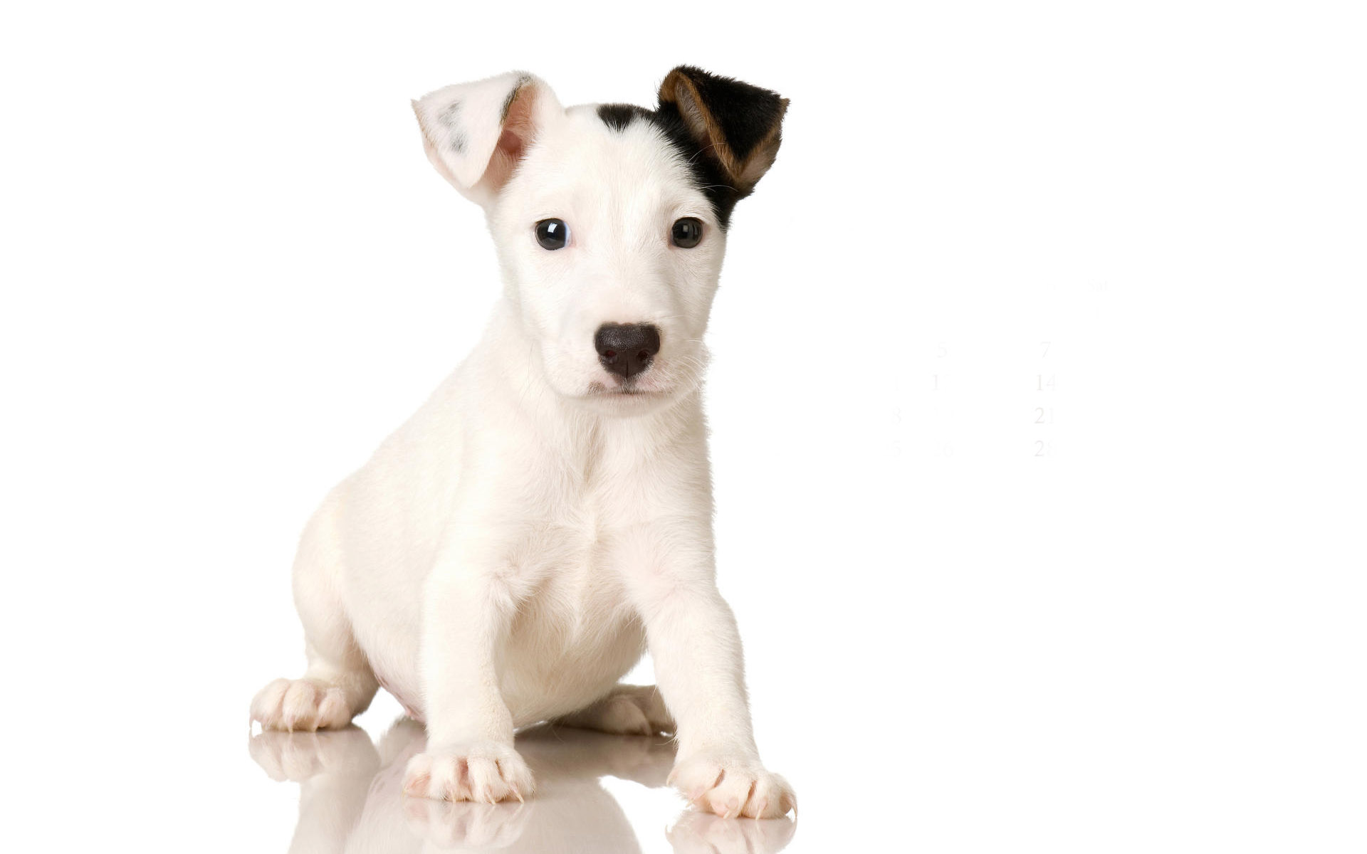 Animals 1920x1200 078 Pies, Jack Russell Terrier