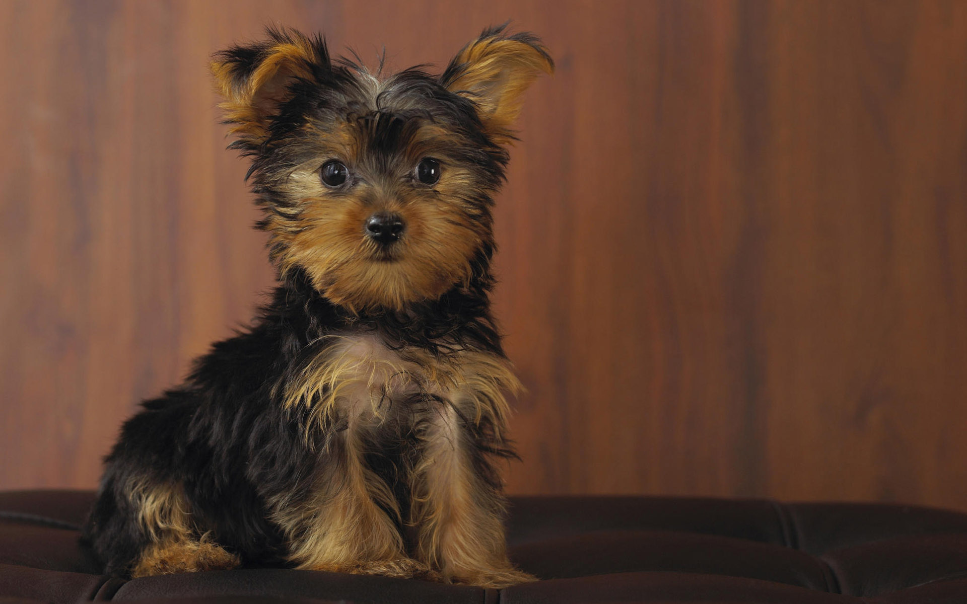 Yorkshire Terrier 001 Psy, Zwierzeta