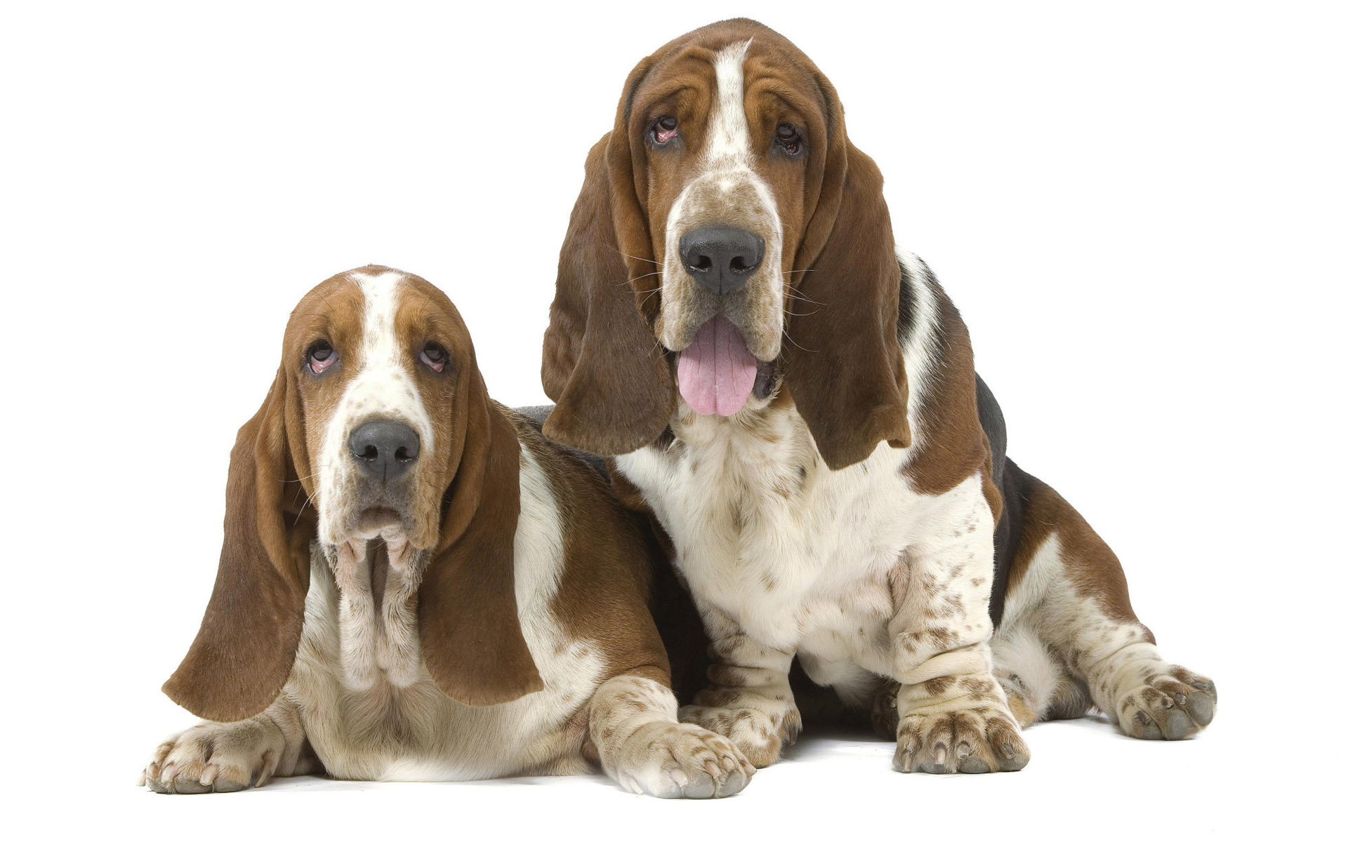 Animals 1920x1200 090 Psy, Basset