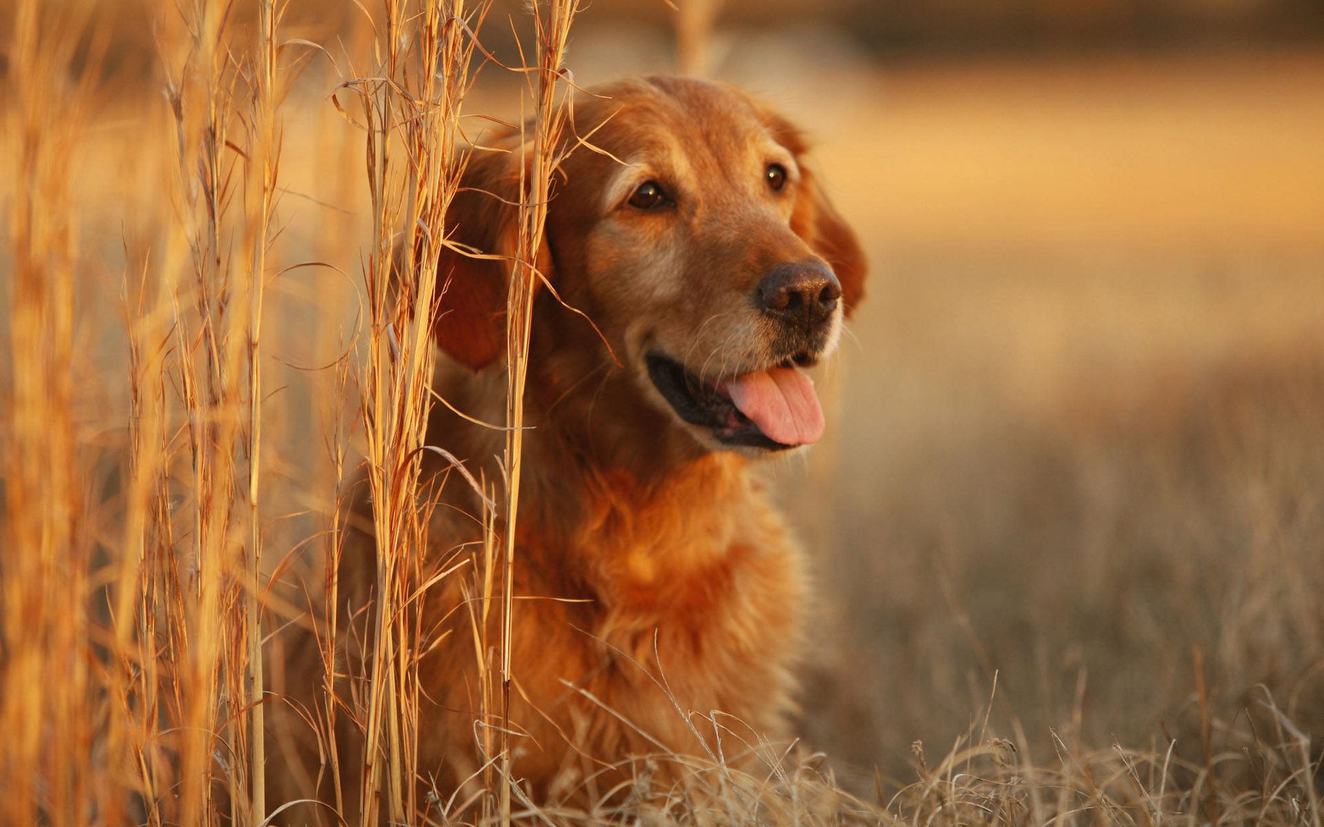 Animals 1920x1200 102 Pies, Golden Retriever