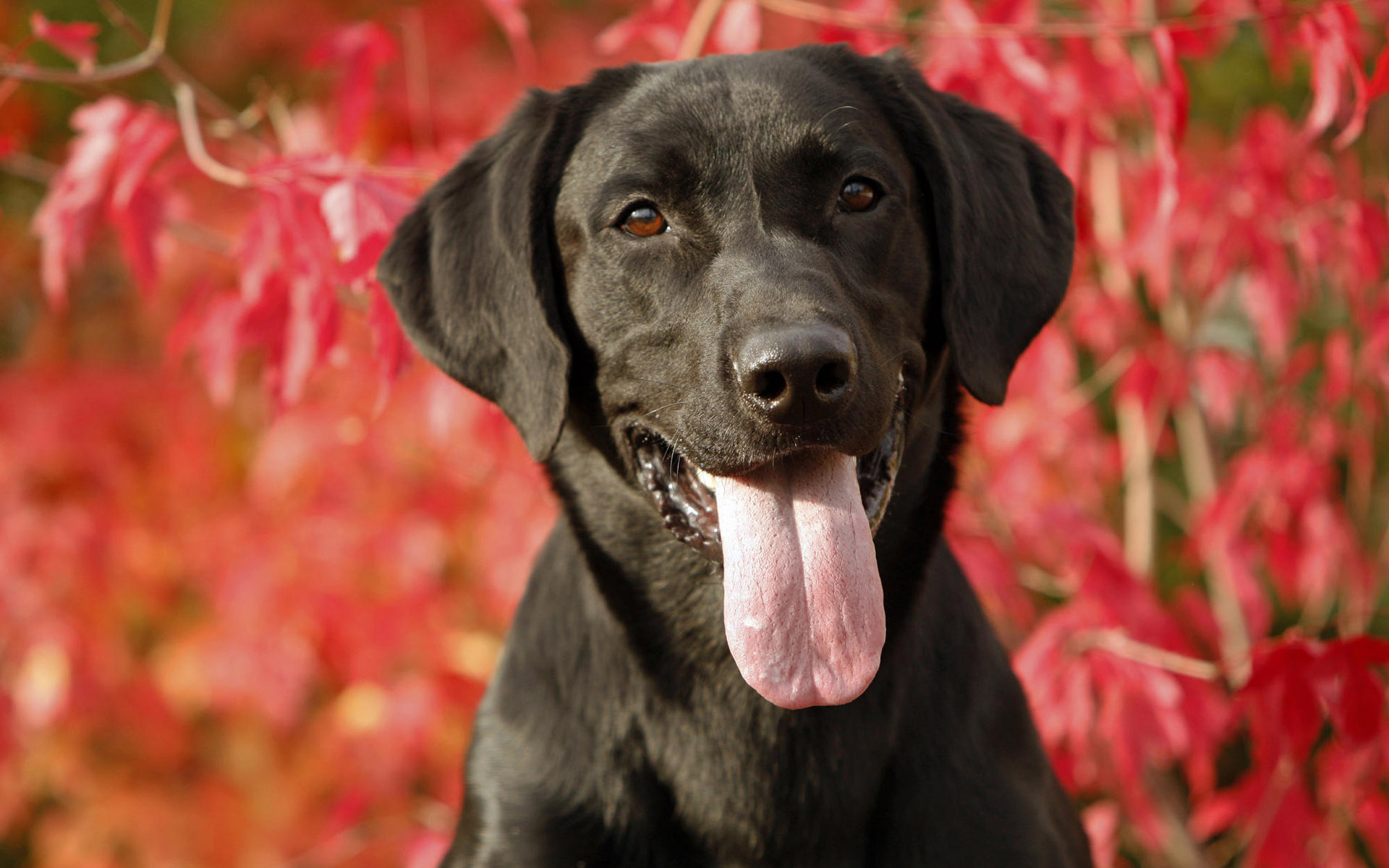 Animals 1920x1200 112 Pies, Czarny Labrador Retriever