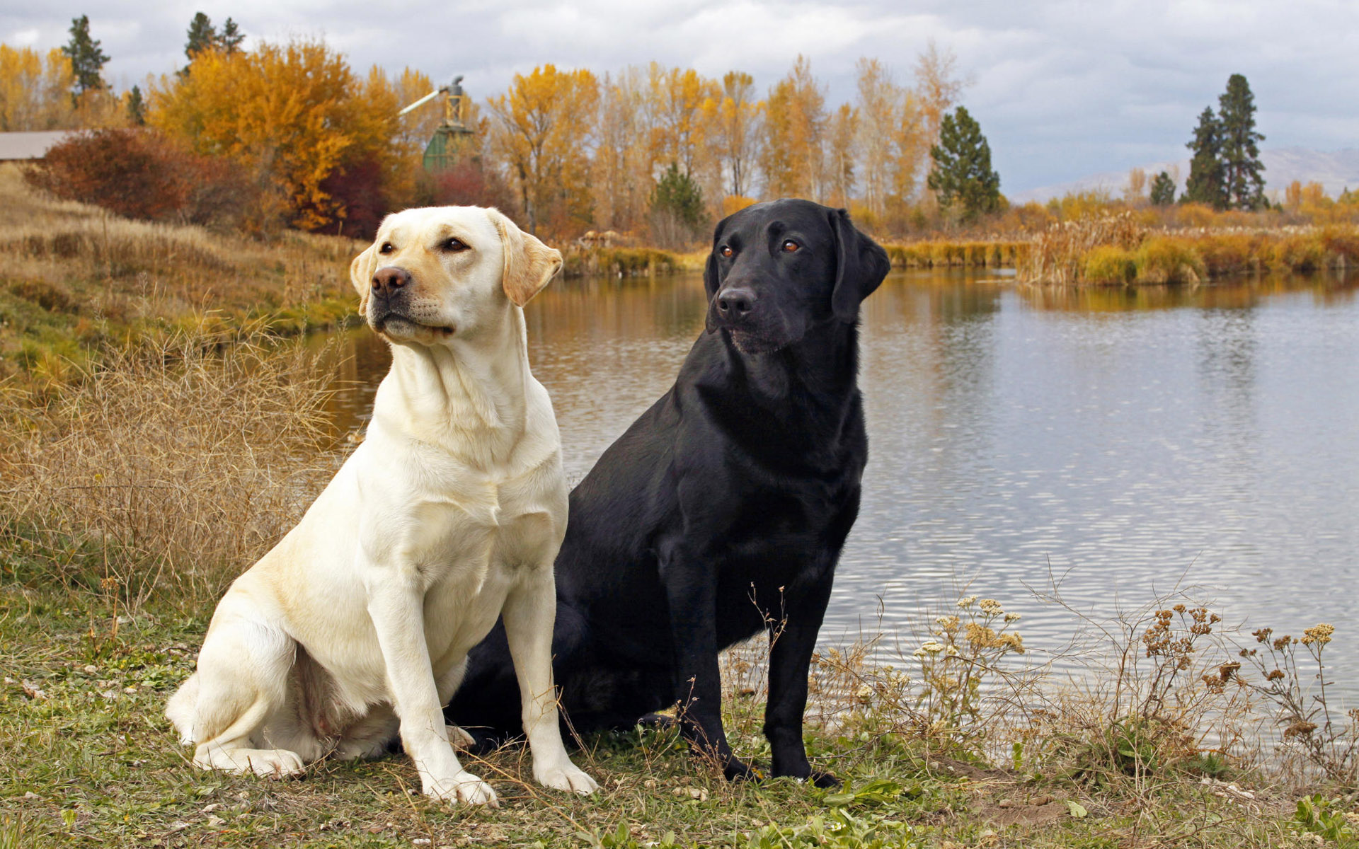 Animals 1920x1200 118 Psy, Labrador Retriever