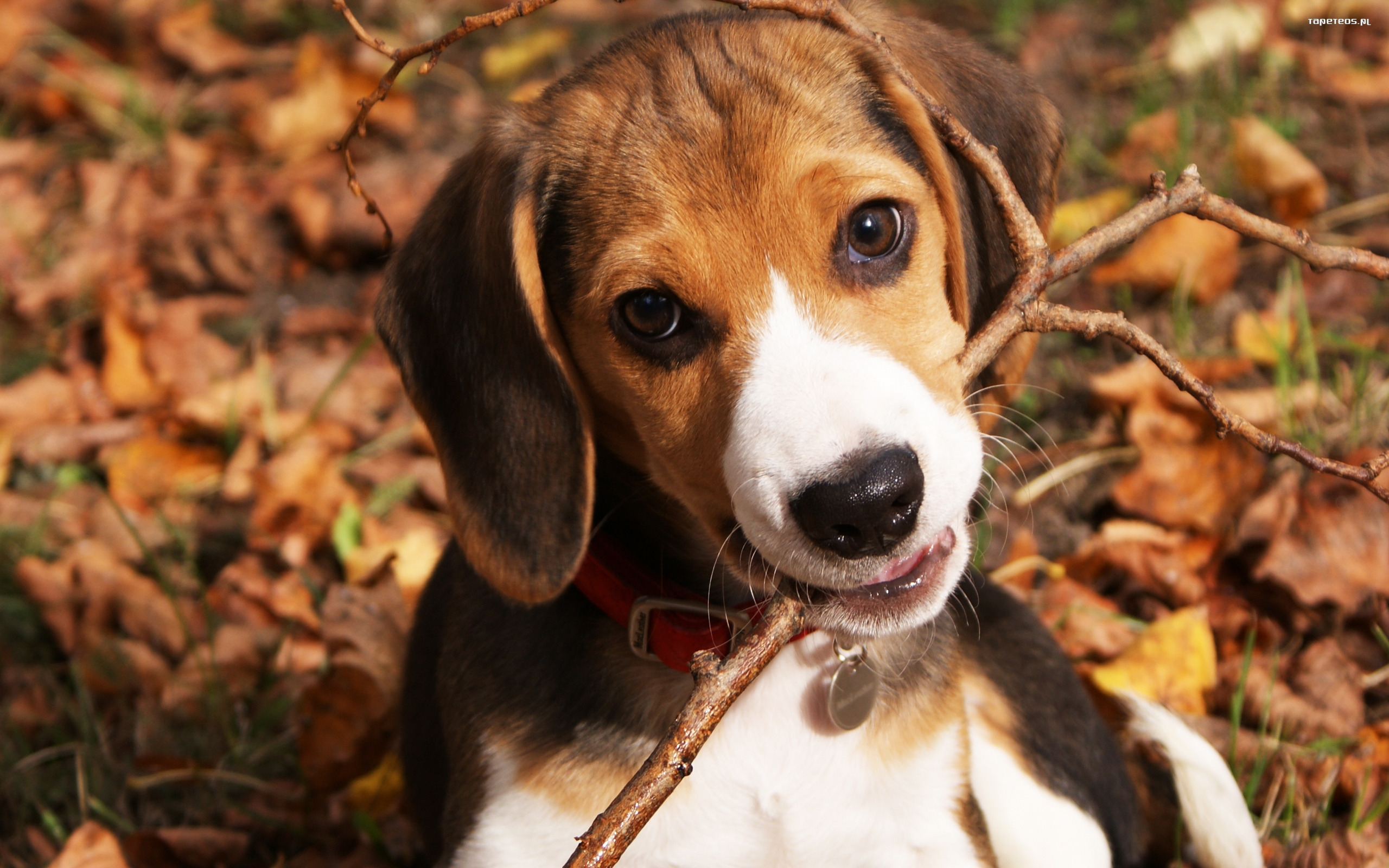 Beagle 001 Psy, Zwierzeta, Jesien, Liscie