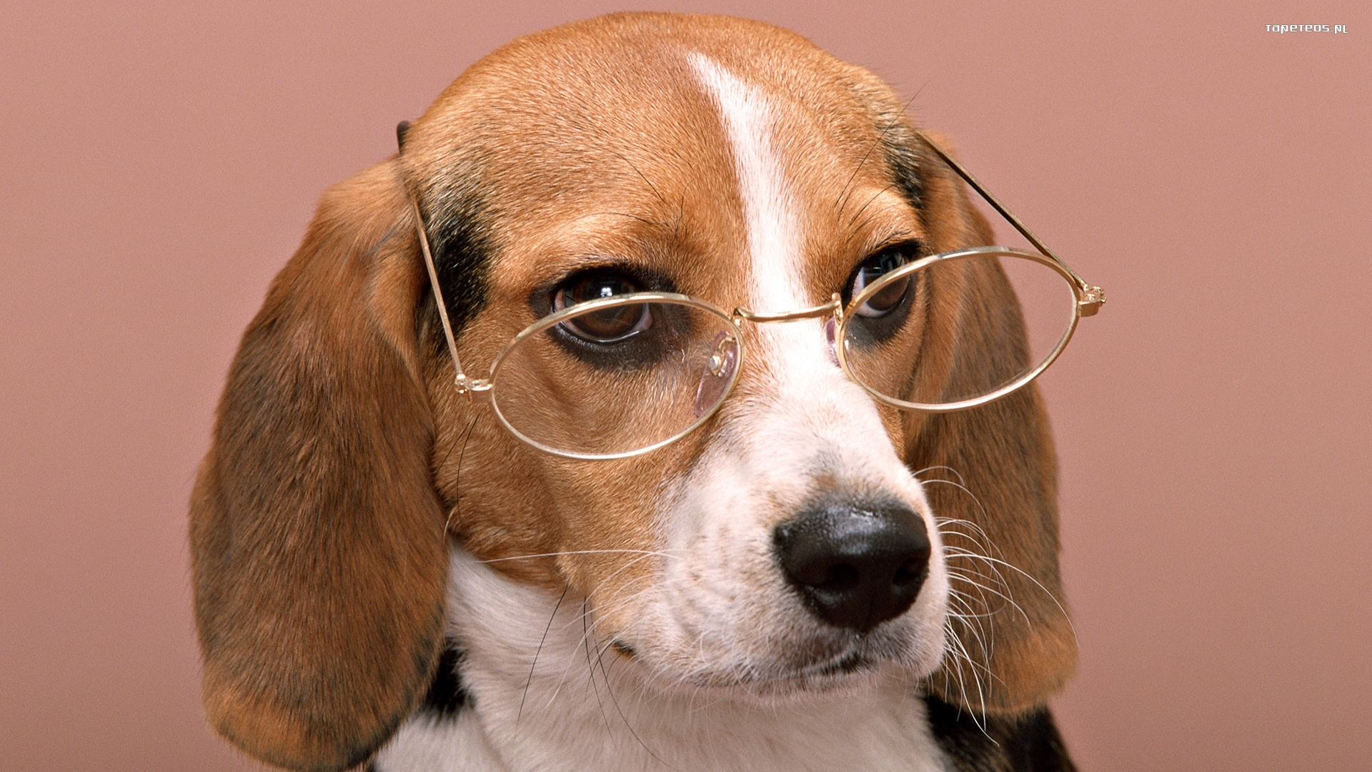 Beagle 005 Psy, Zwierzeta, Okulary