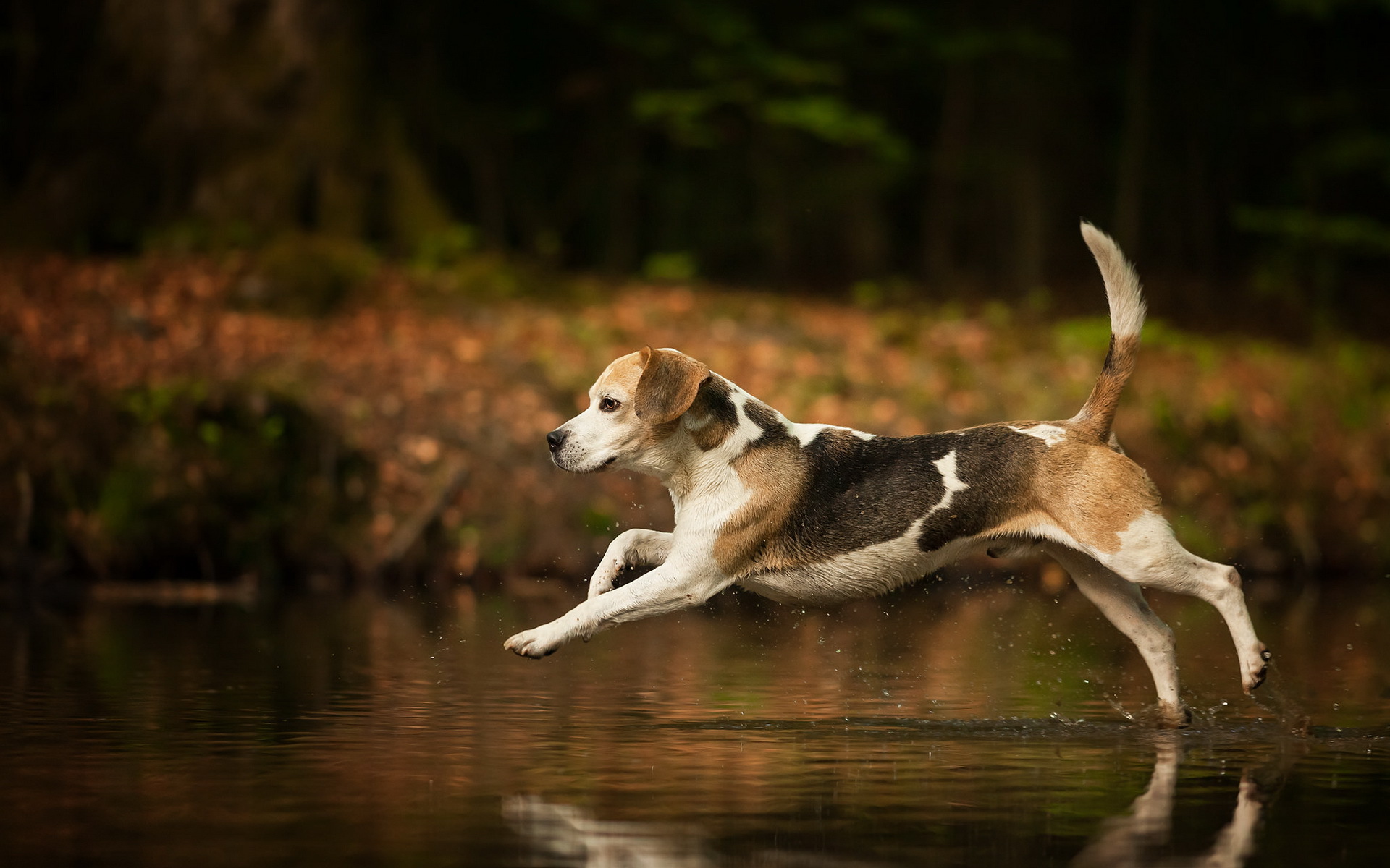 Beagle 035 Psy, Zwierzeta