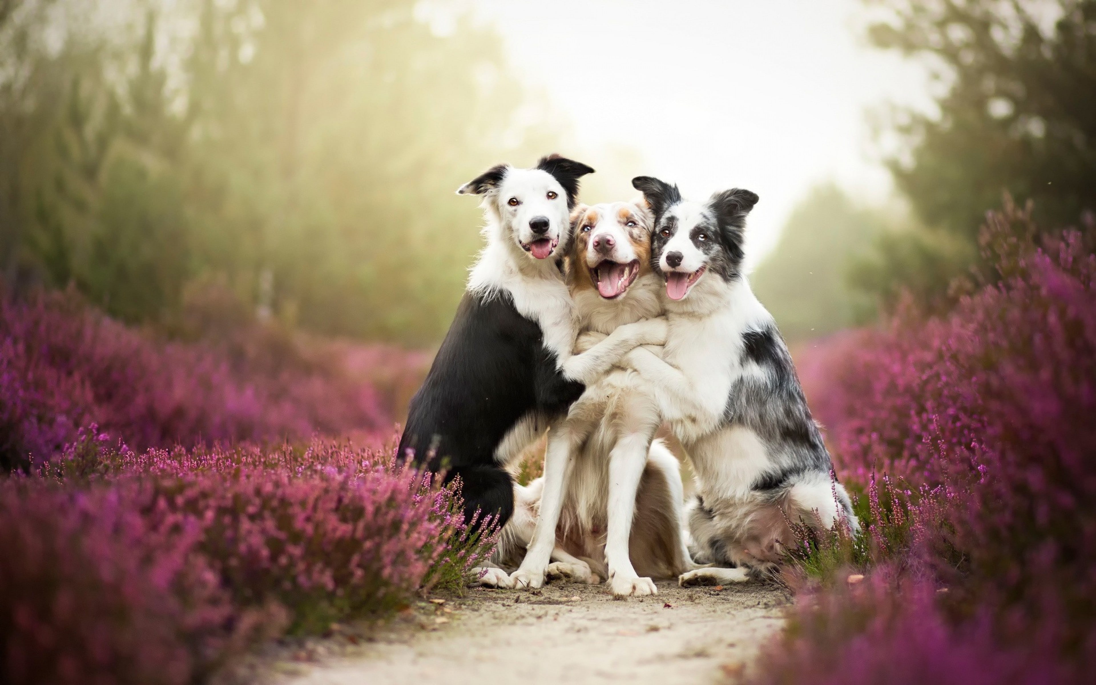 Border Collie 009 Psy, Zwierzeta, Wrzos