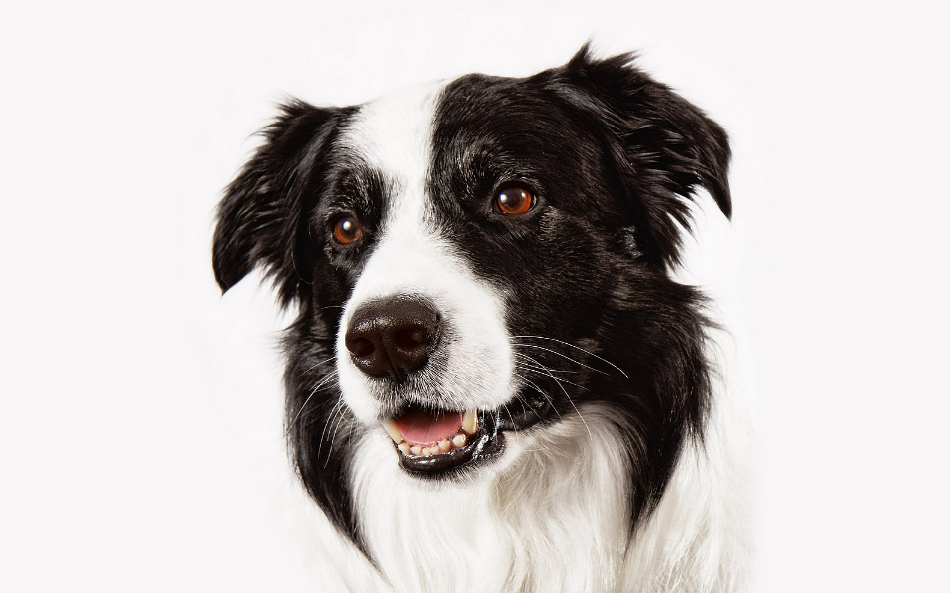 Border Collie 010 Psy, Zwierzeta