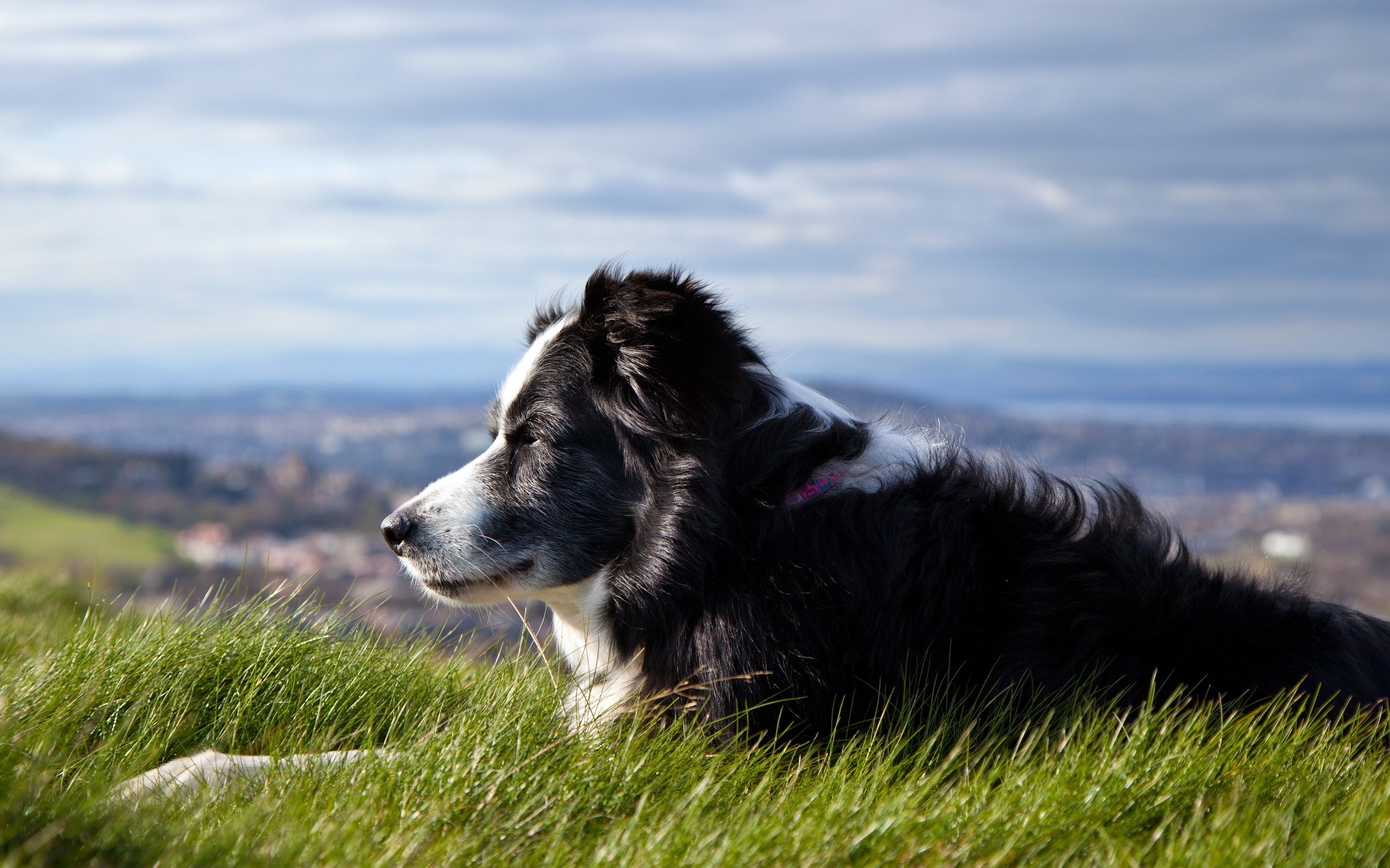 Border Collie 011 Psy, Zwierzeta