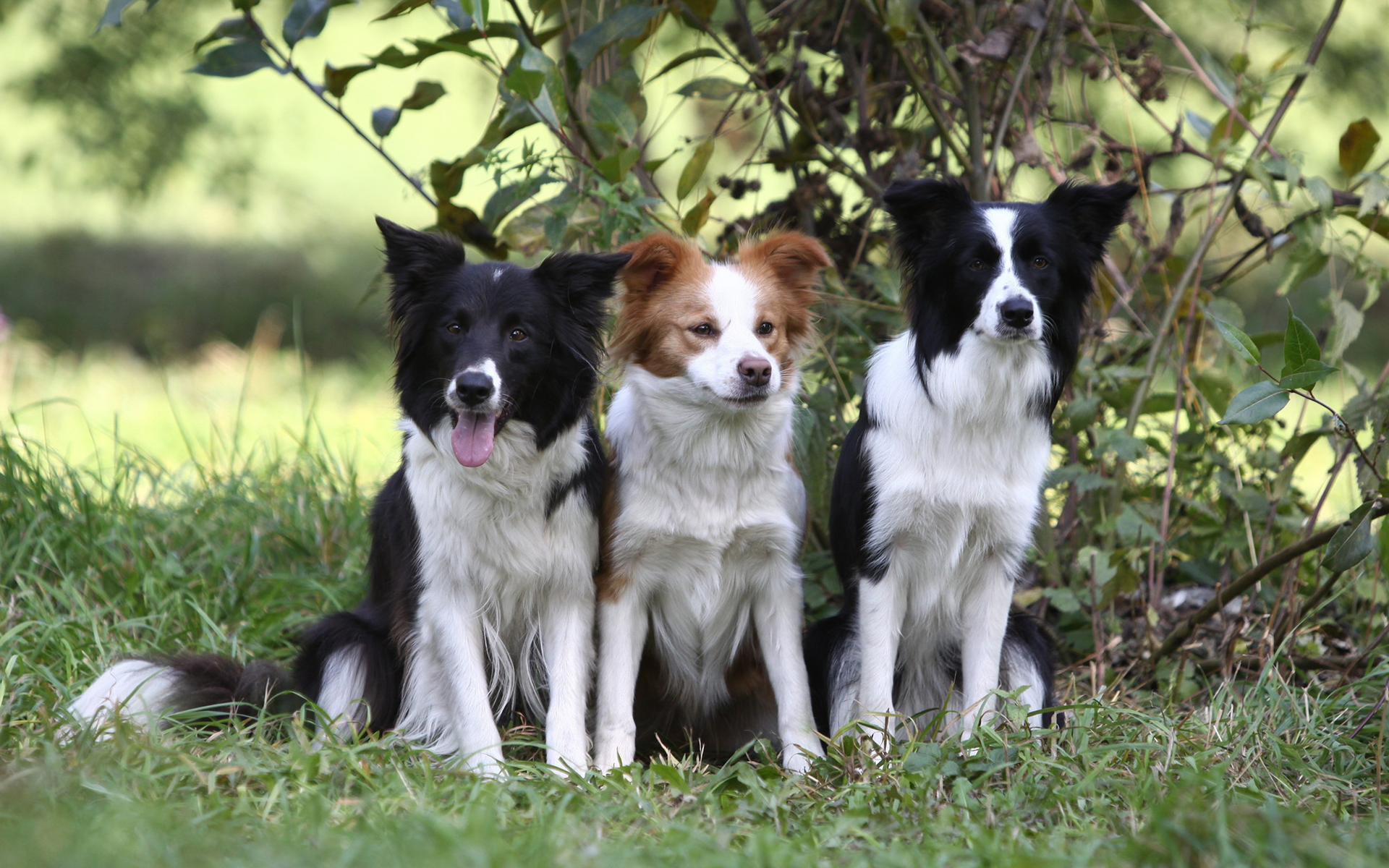 Border Collie 014 Psy, Zwierzeta