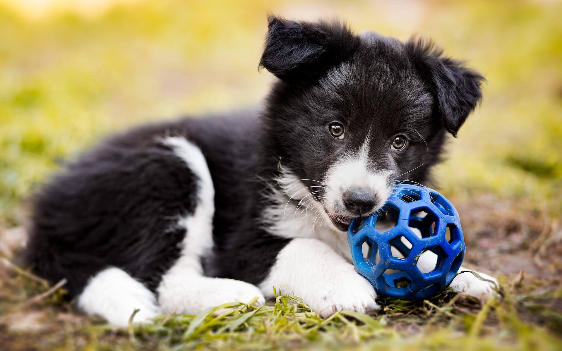 Border Collie 068 Psy, Zwierzeta, Szczeniak, Zabawka, Gryzak