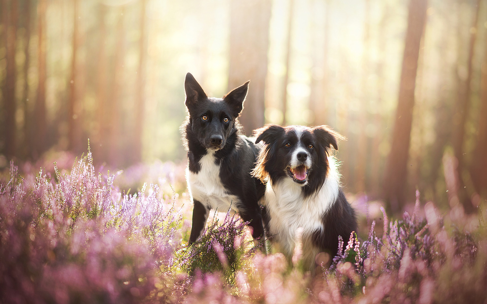 Border Collie 071 Psy, Zwierzeta, Drzewa, Kwiaty