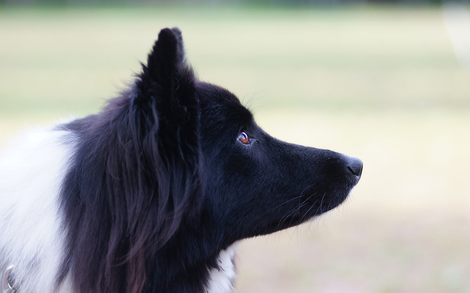 Border Collie 080 Psy, Zwierzeta