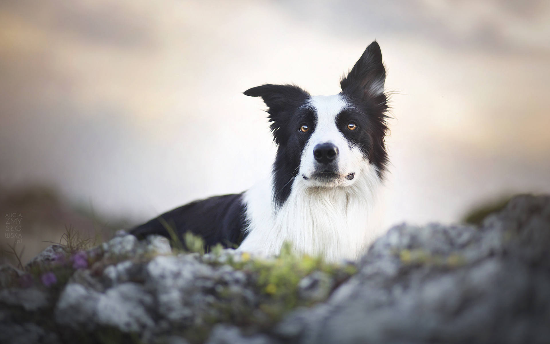 Border Collie 105 Psy, Zwierzeta