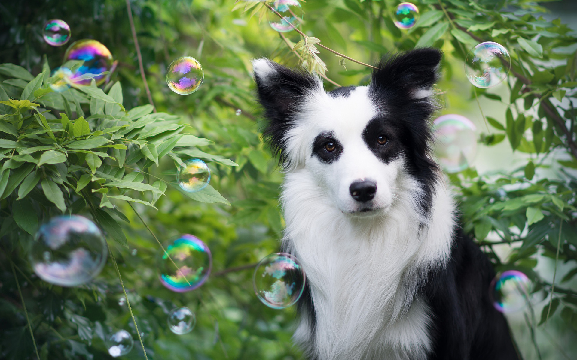 Border Collie 106 Psy, Zwierzeta