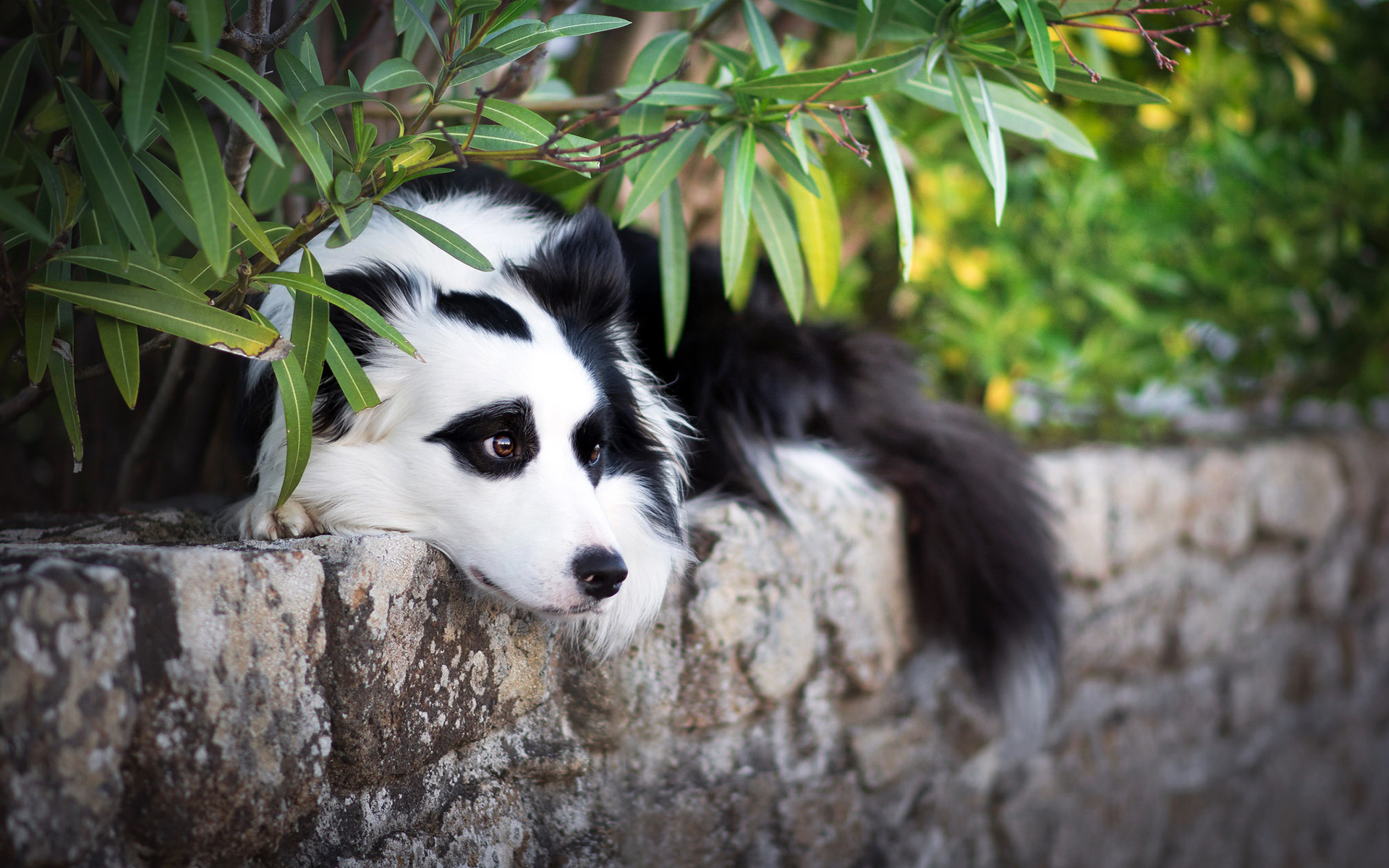 Border Collie 107 Psy, Zwierzeta