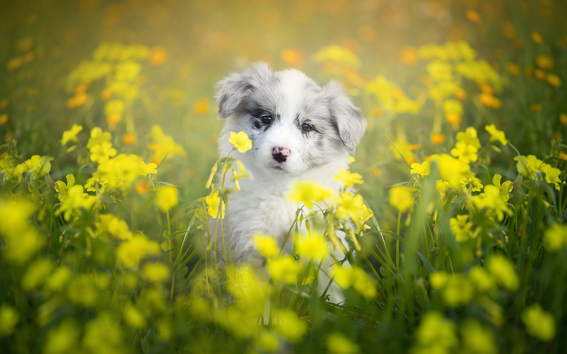 Border Collie 112 Psy, Zwierzeta, Szczeniak, Kwiaty