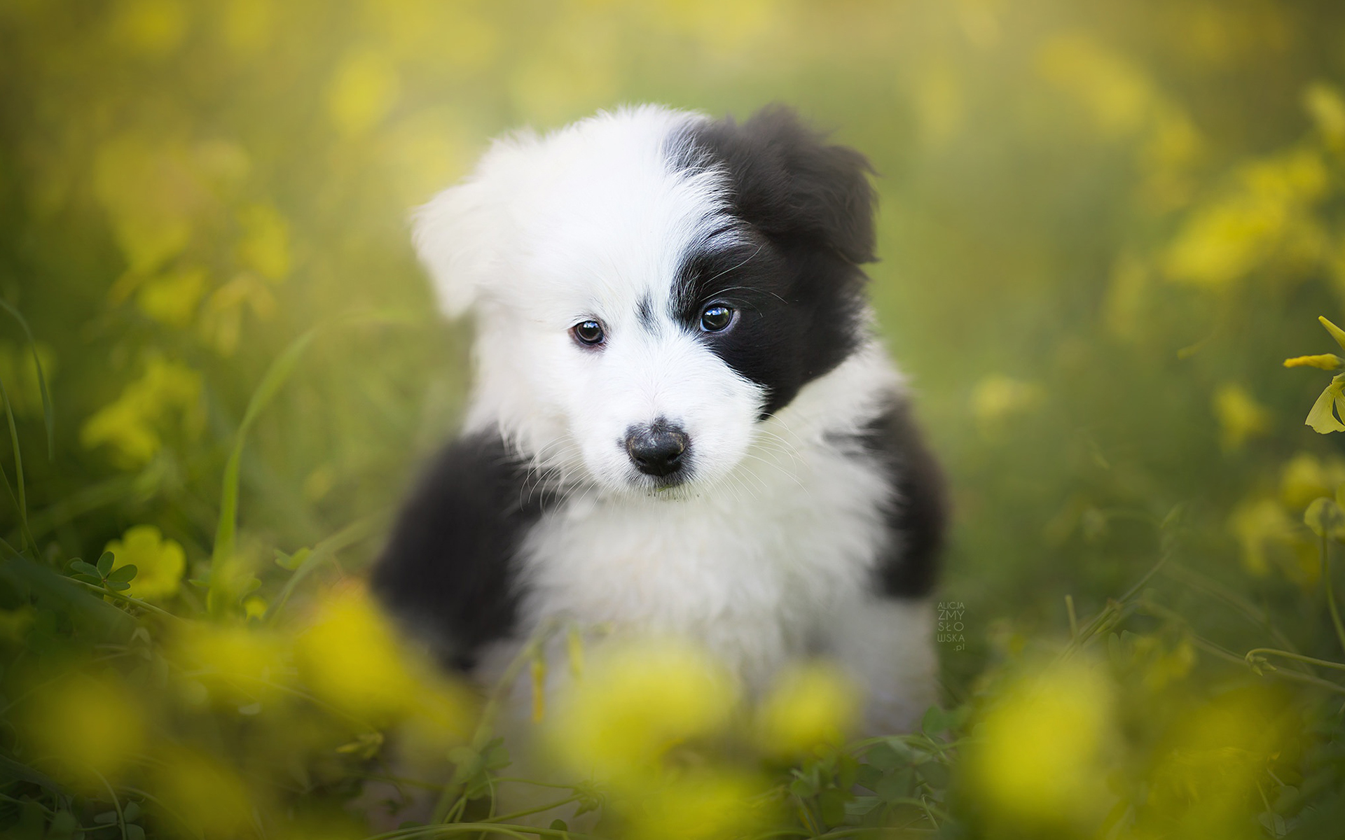 Border Collie 114 Psy, Zwierzeta, Szczeniak