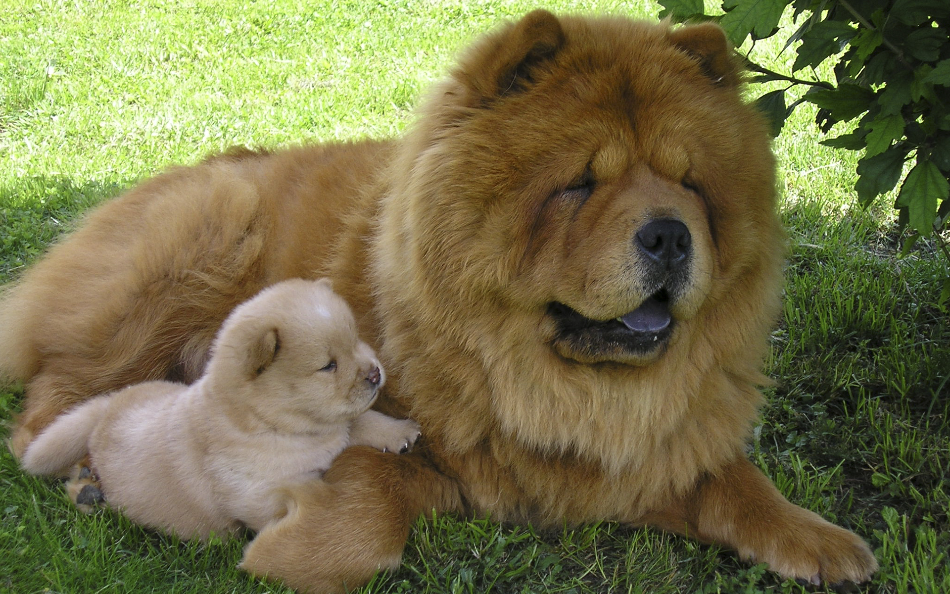 Chow Chow 010 Psy, Zwierzeta, Szczeniaczek, Trawa