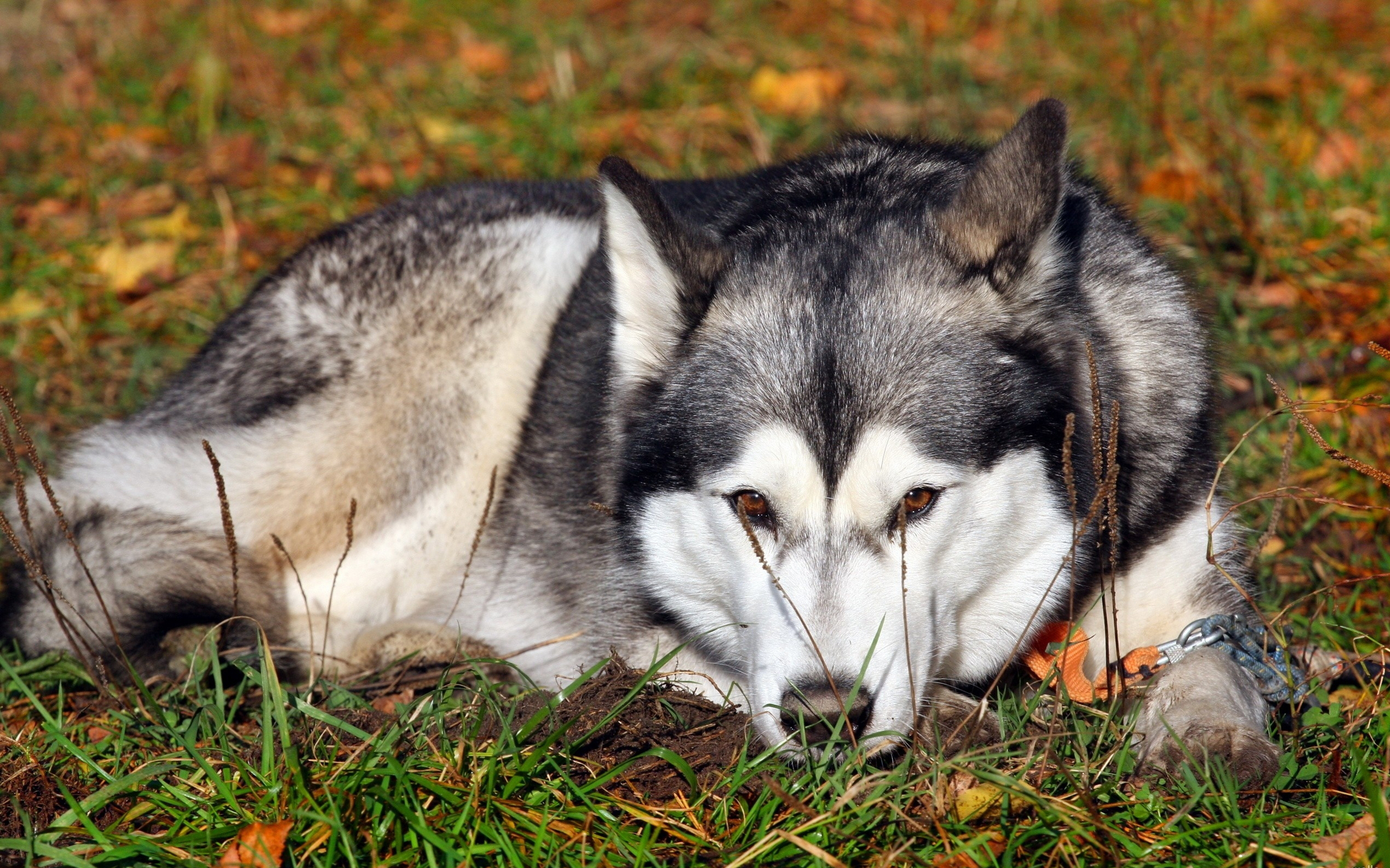 Husky syberyjski 004 Psy, Zwierzeta