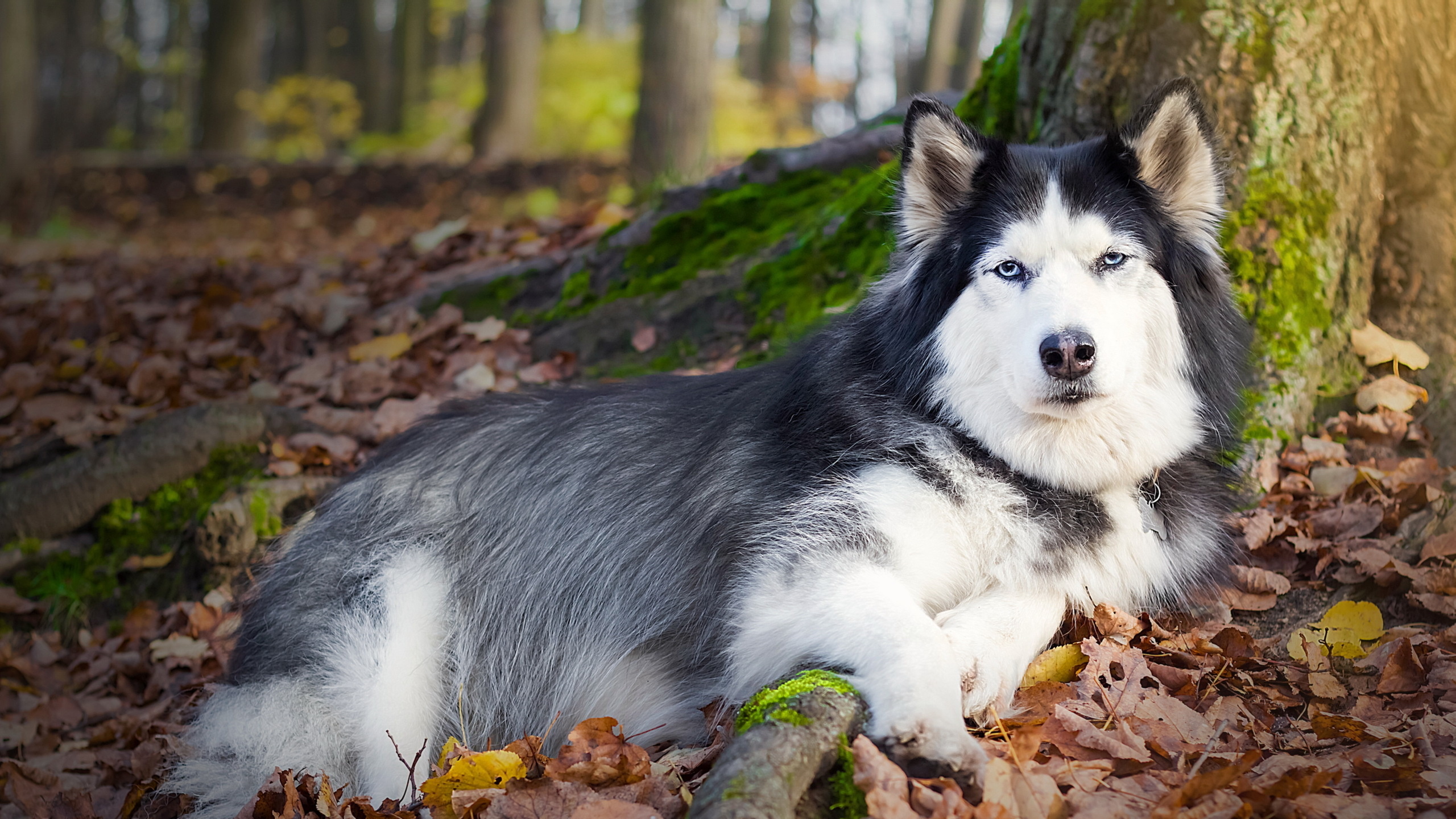 Husky syberyjski 010 Psy, Zwierzeta, Jesien, Drzewa, Liscie