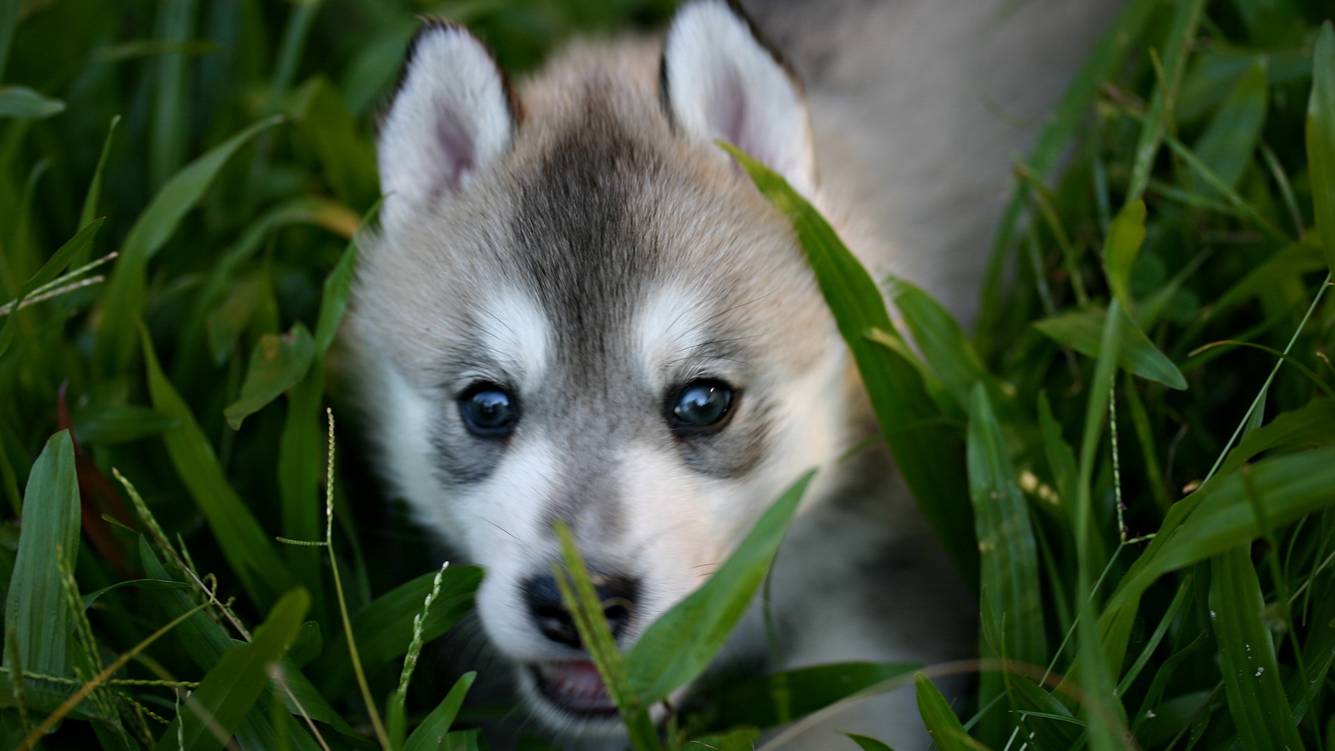 Husky syberyjski 012 Psy, Zwierzeta