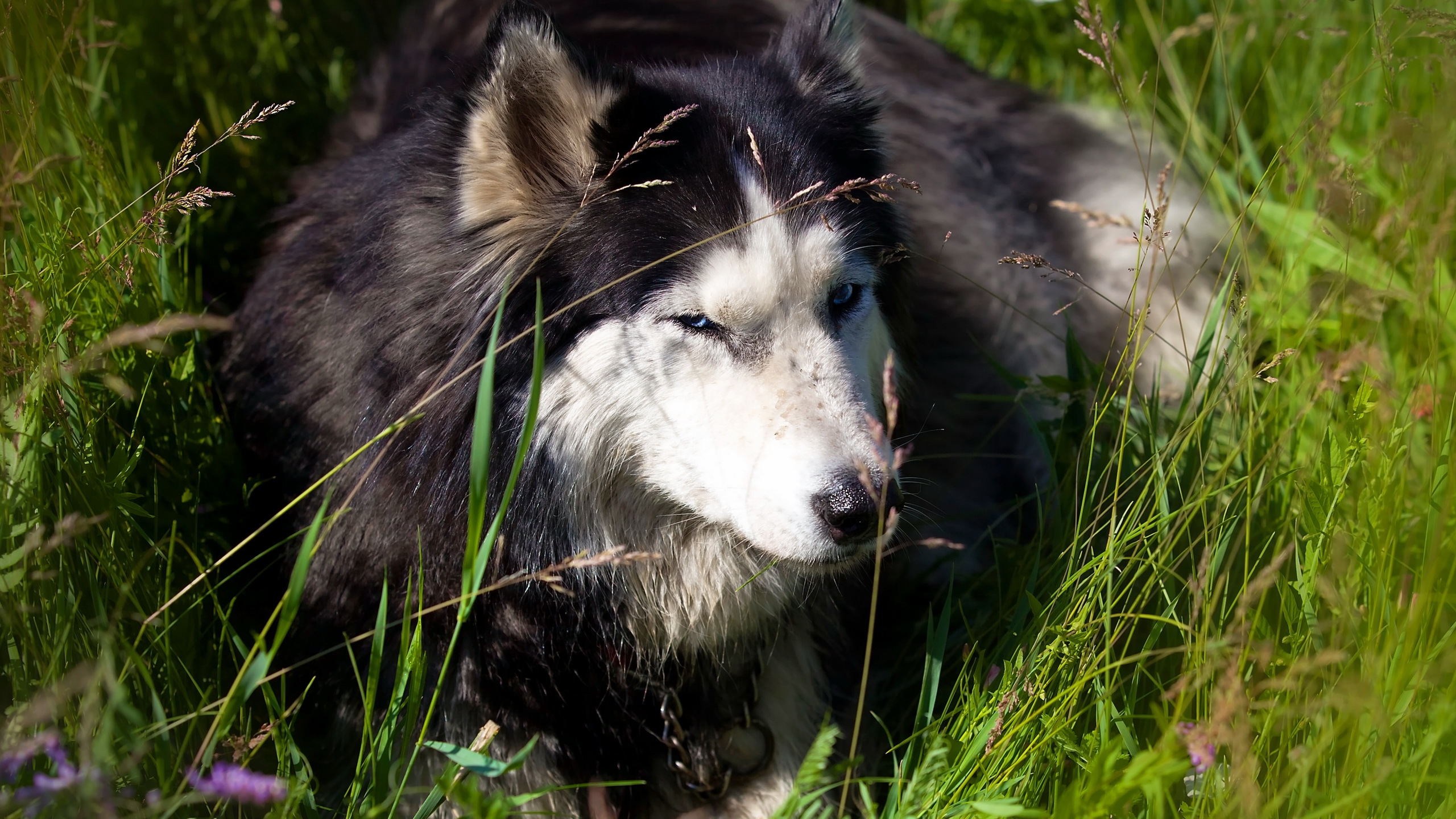 Husky syberyjski 038 Psy, Zwierzeta