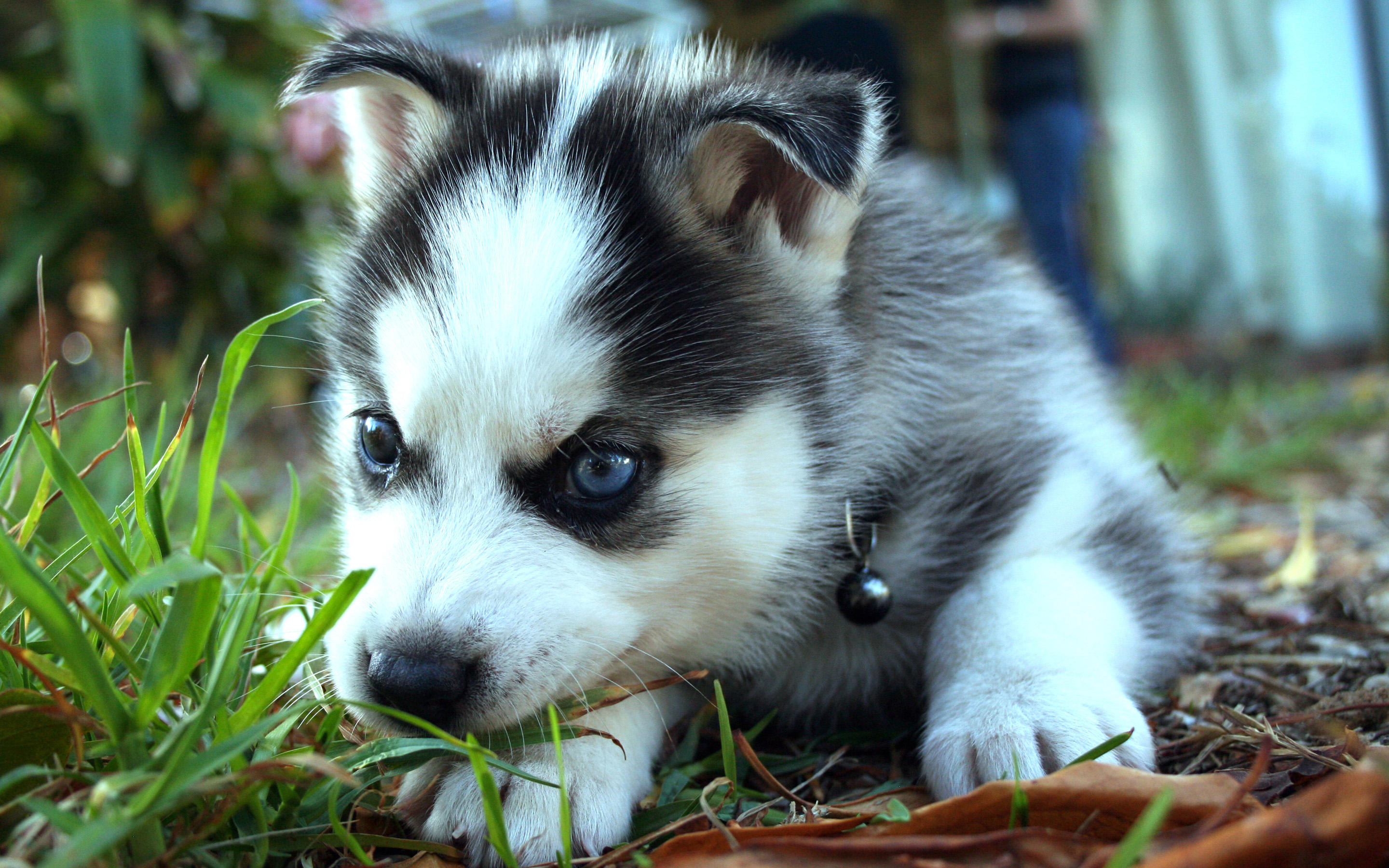 Husky syberyjski 047 Psy, Zwierzeta, Szczeniak