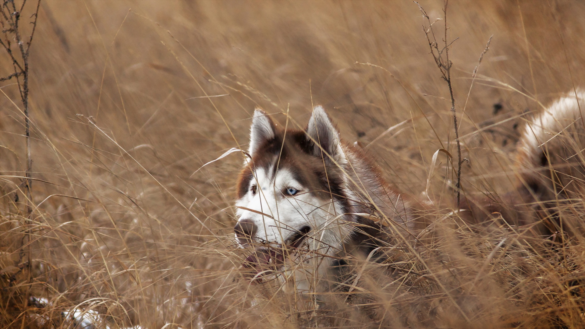 Husky syberyjski 057 Psy, Zwierzeta