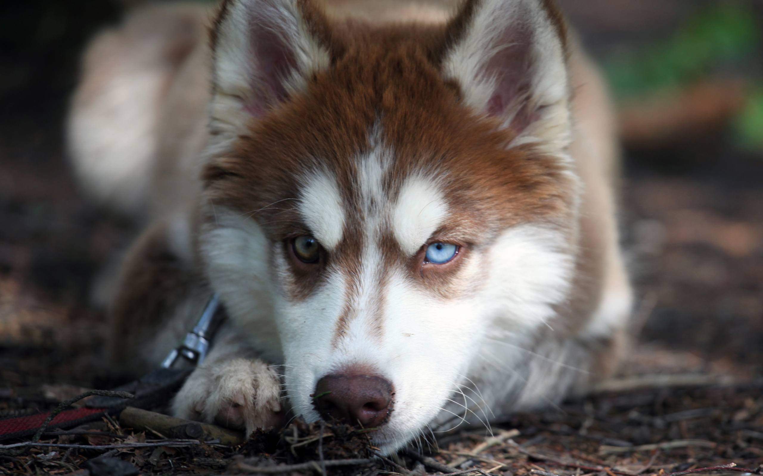 Husky syberyjski 058 Psy, Zwierzeta