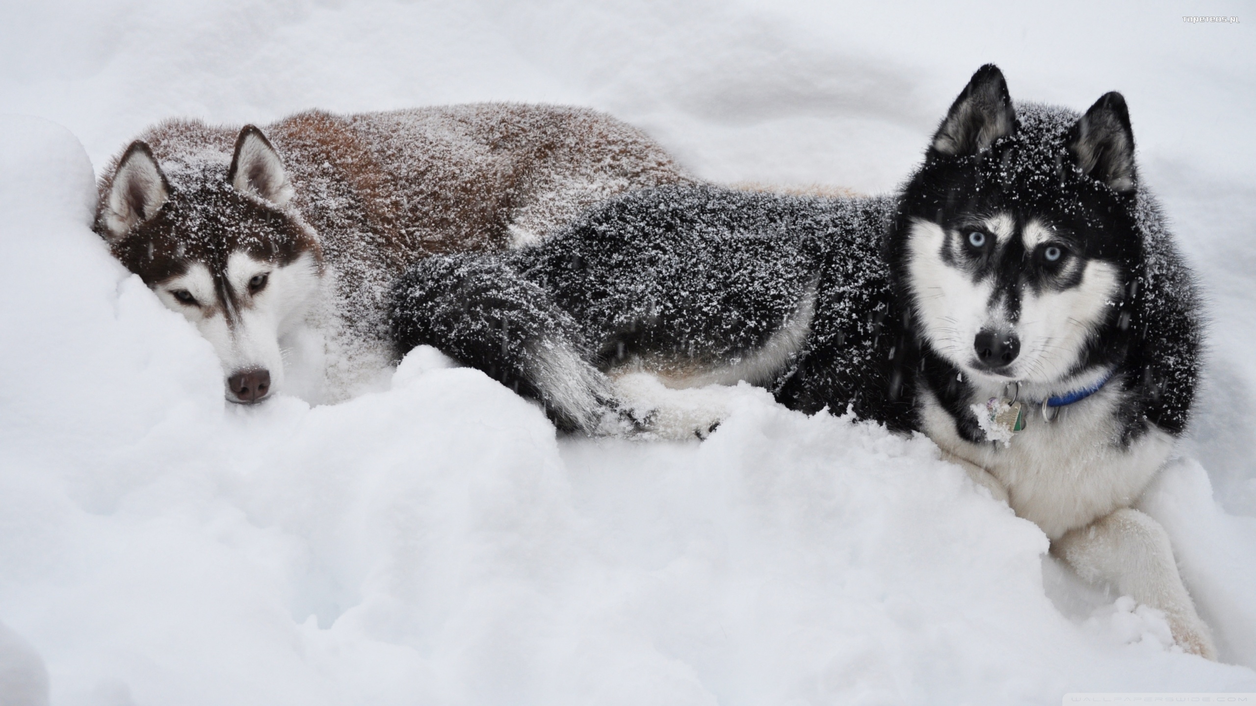 Husky syberyjski 060 Psy, Zwierzeta, Snieg, Zima
