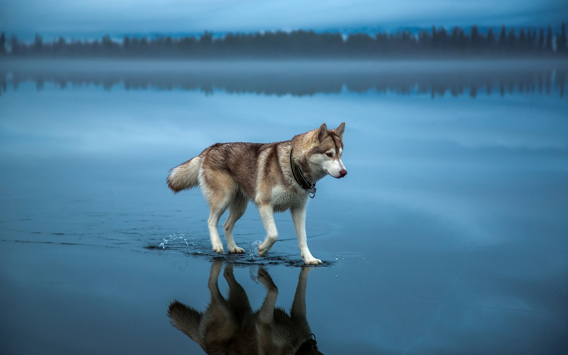 Husky syberyjski 086 Psy, Zwierzeta, Morze