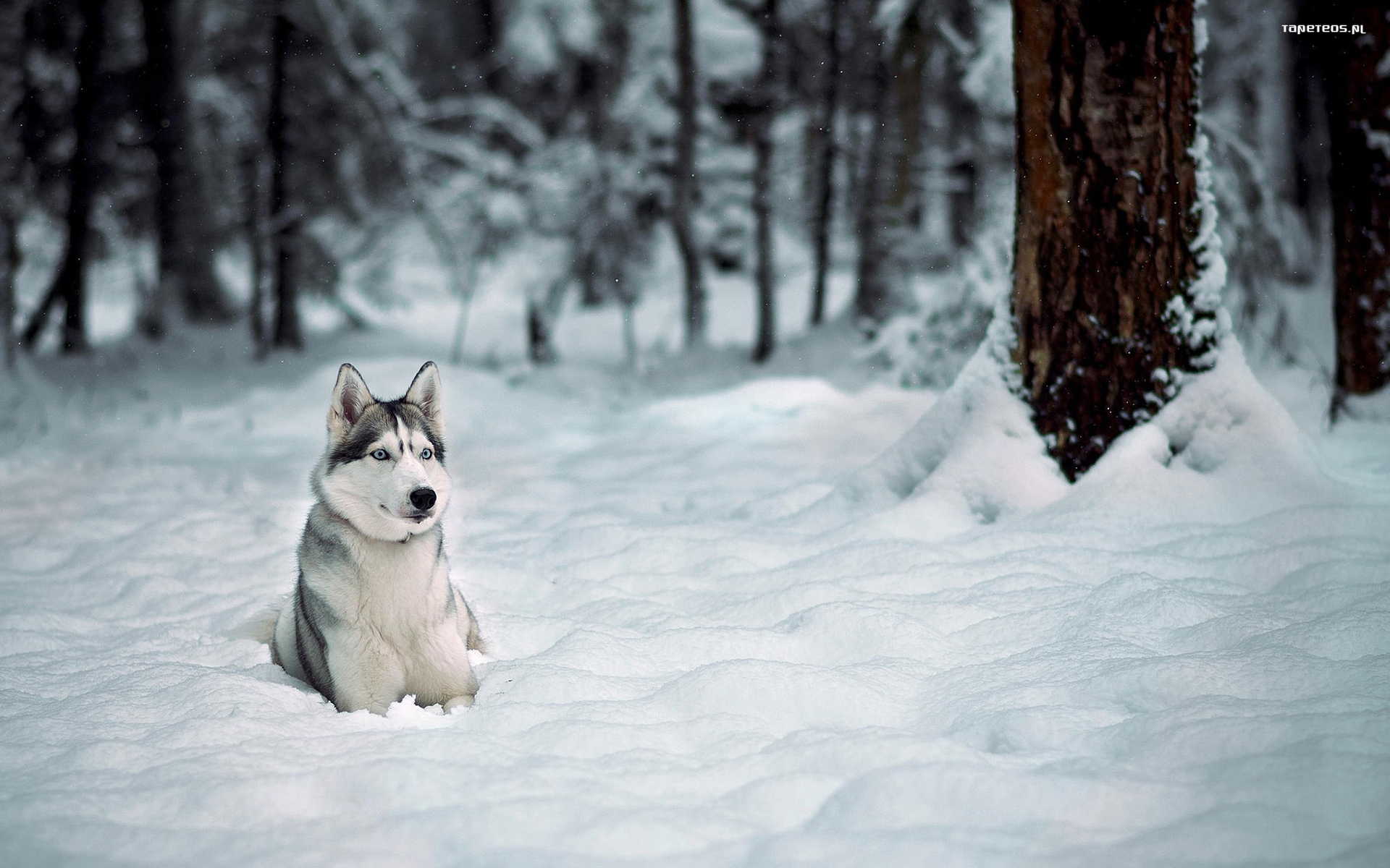 Husky syberyjski 088 Psy, Zwierzeta, Drzewa, Zima, Snieg