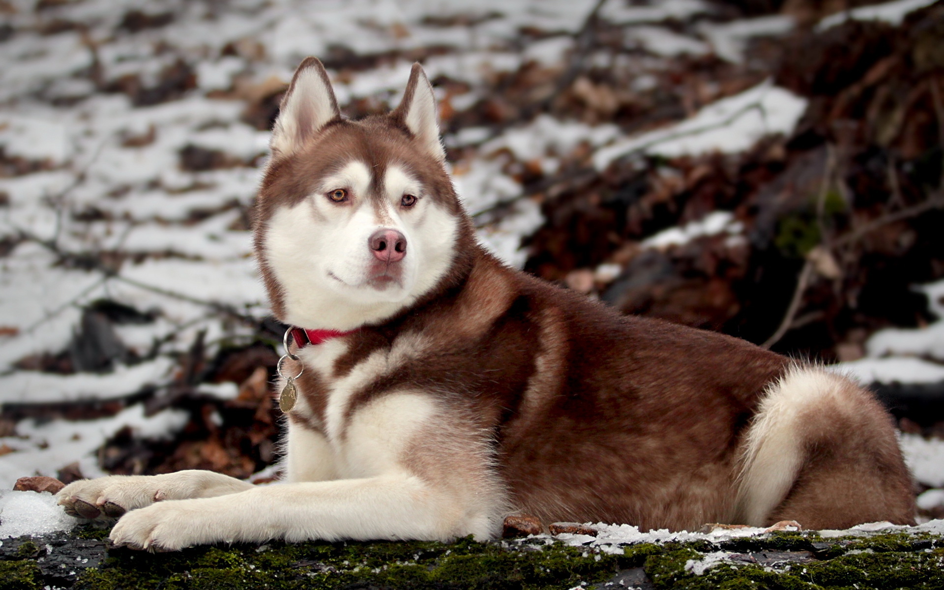 Husky syberyjski 098 Psy, Zwierzeta