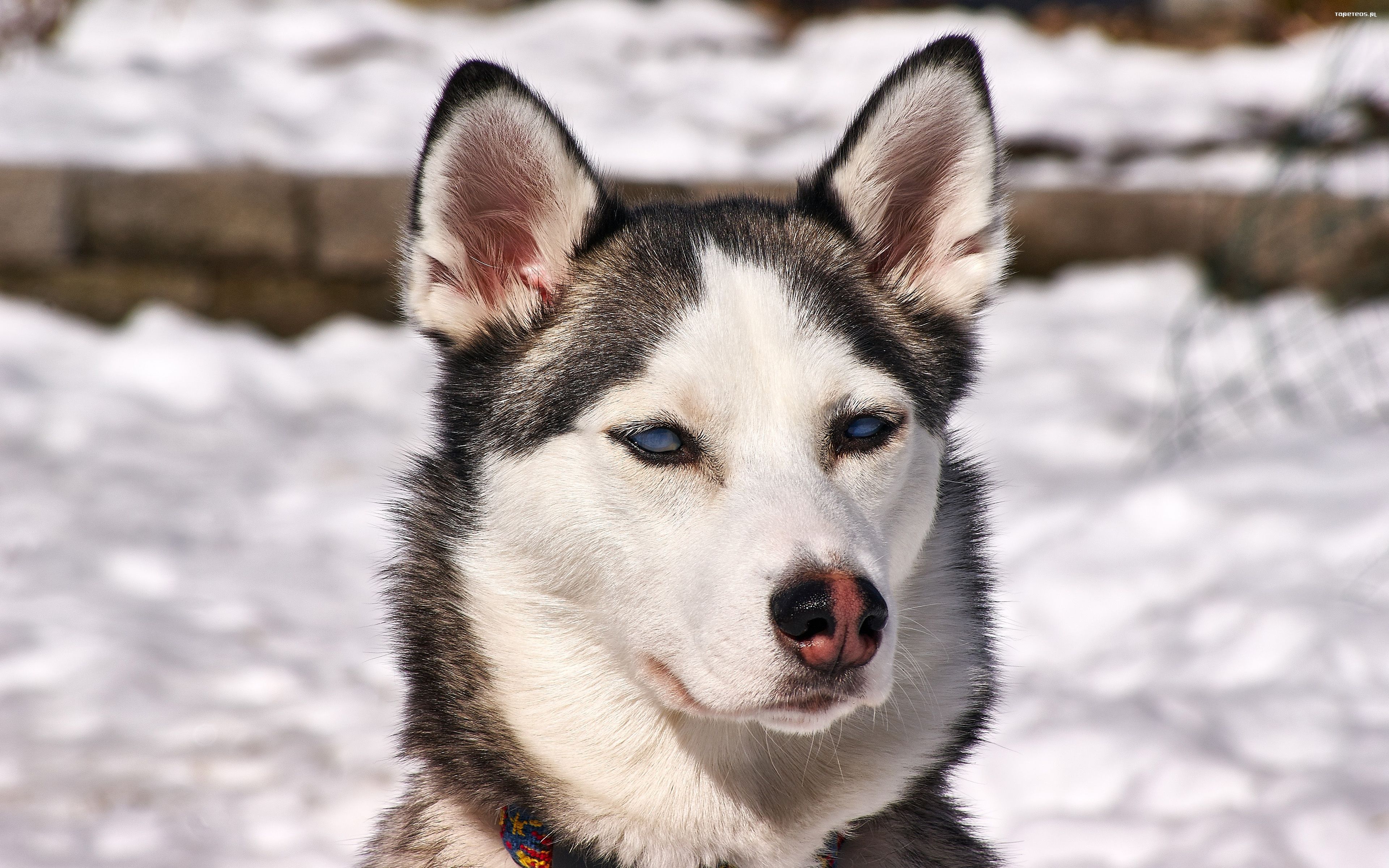 Husky syberyjski 102 Psy, Zwierzeta, Snieg, Zima