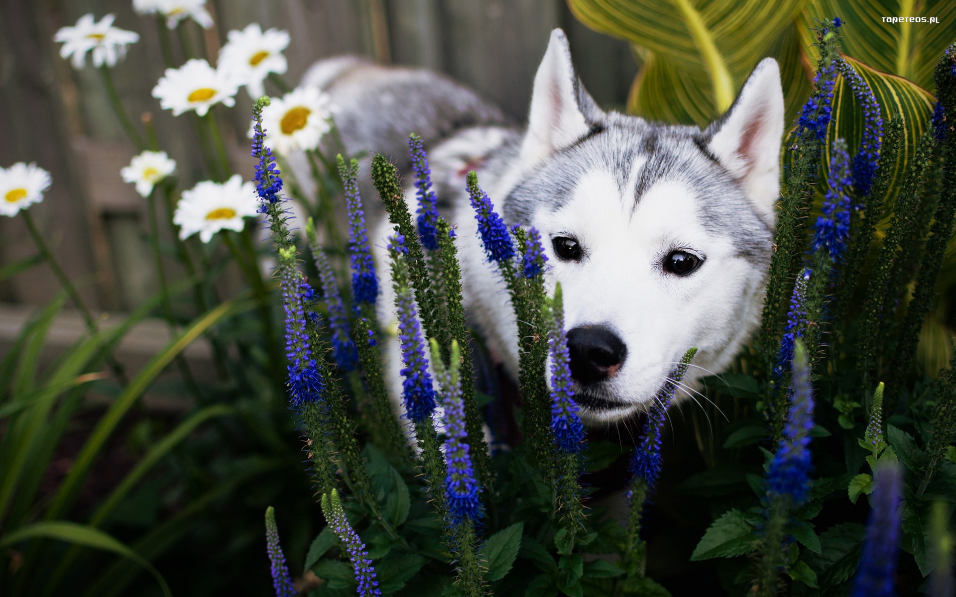 Husky syberyjski 110 Psy, Zwierzeta, Kwiaty