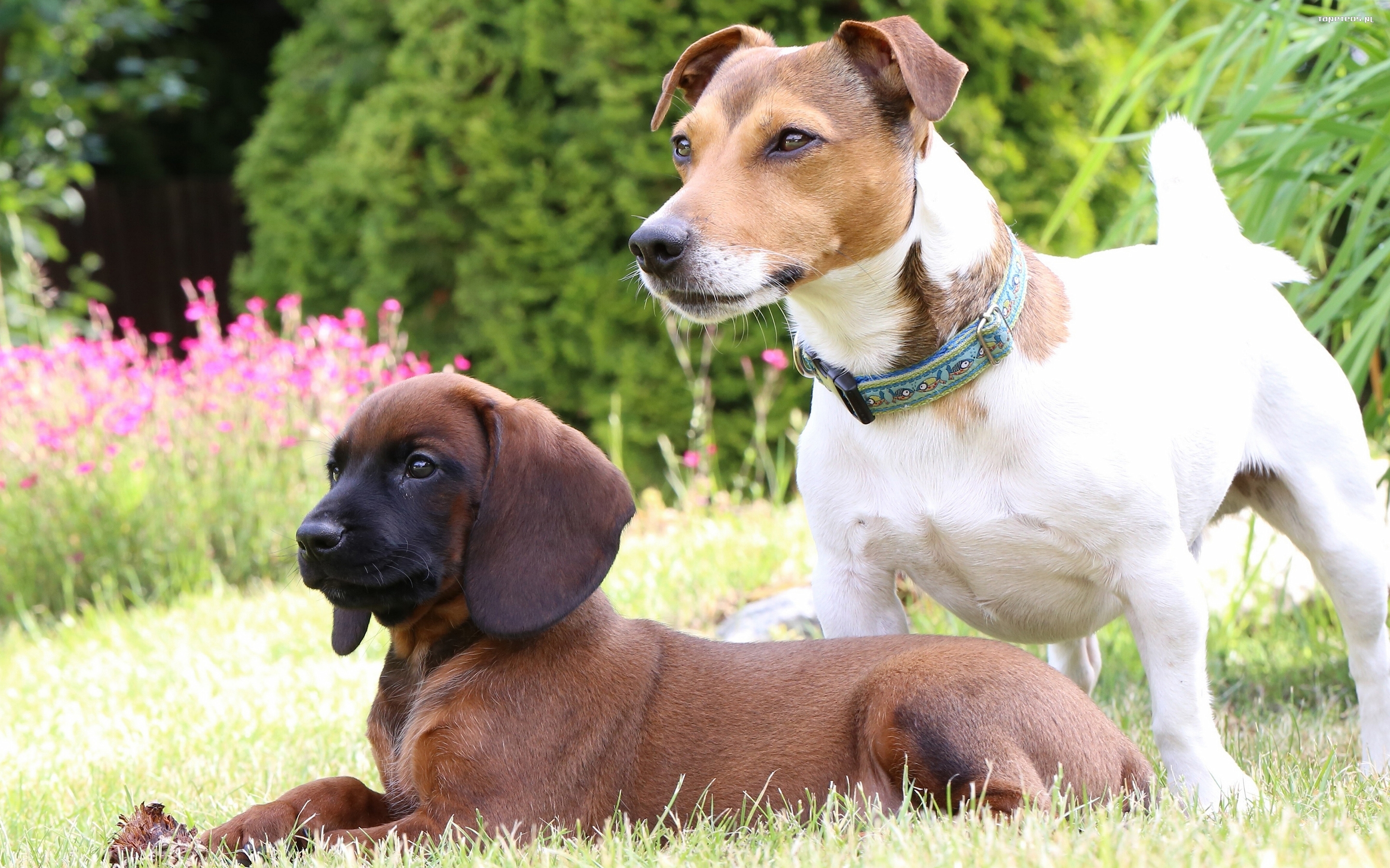 Jack Russell Terrier 002 Psy, Zwierzeta, Posokowiec bawarski, Park