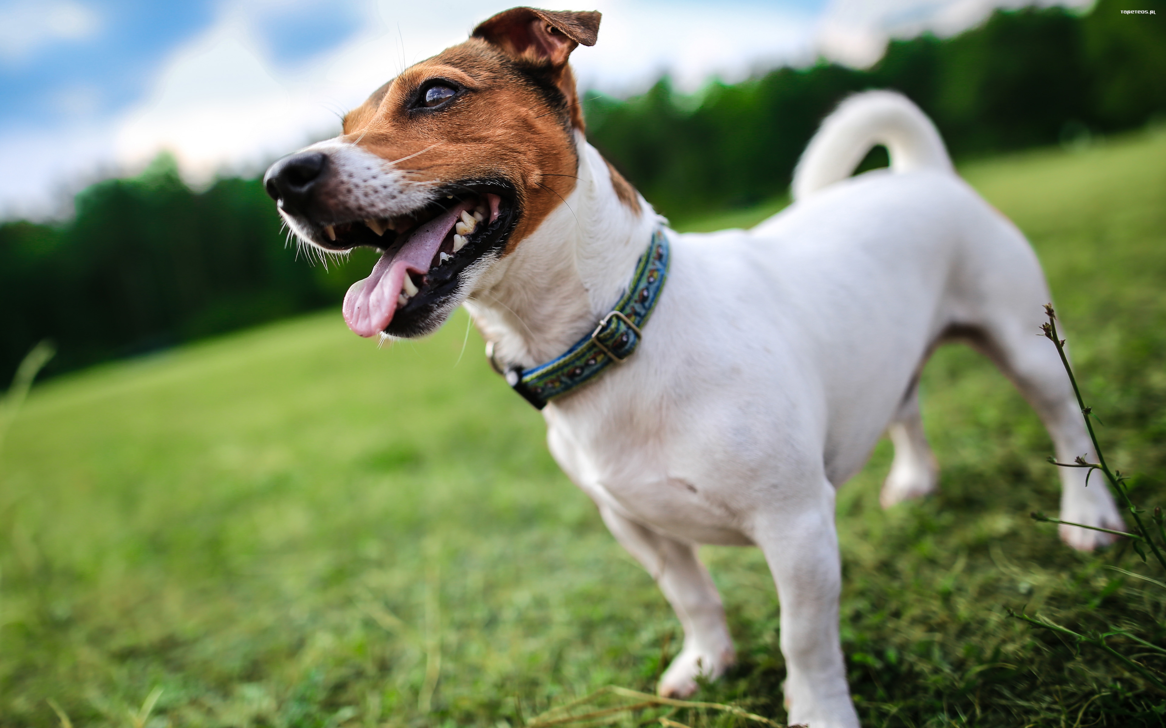 Jack Russell Terrier 004 Psy, Zwierzeta, Trawa