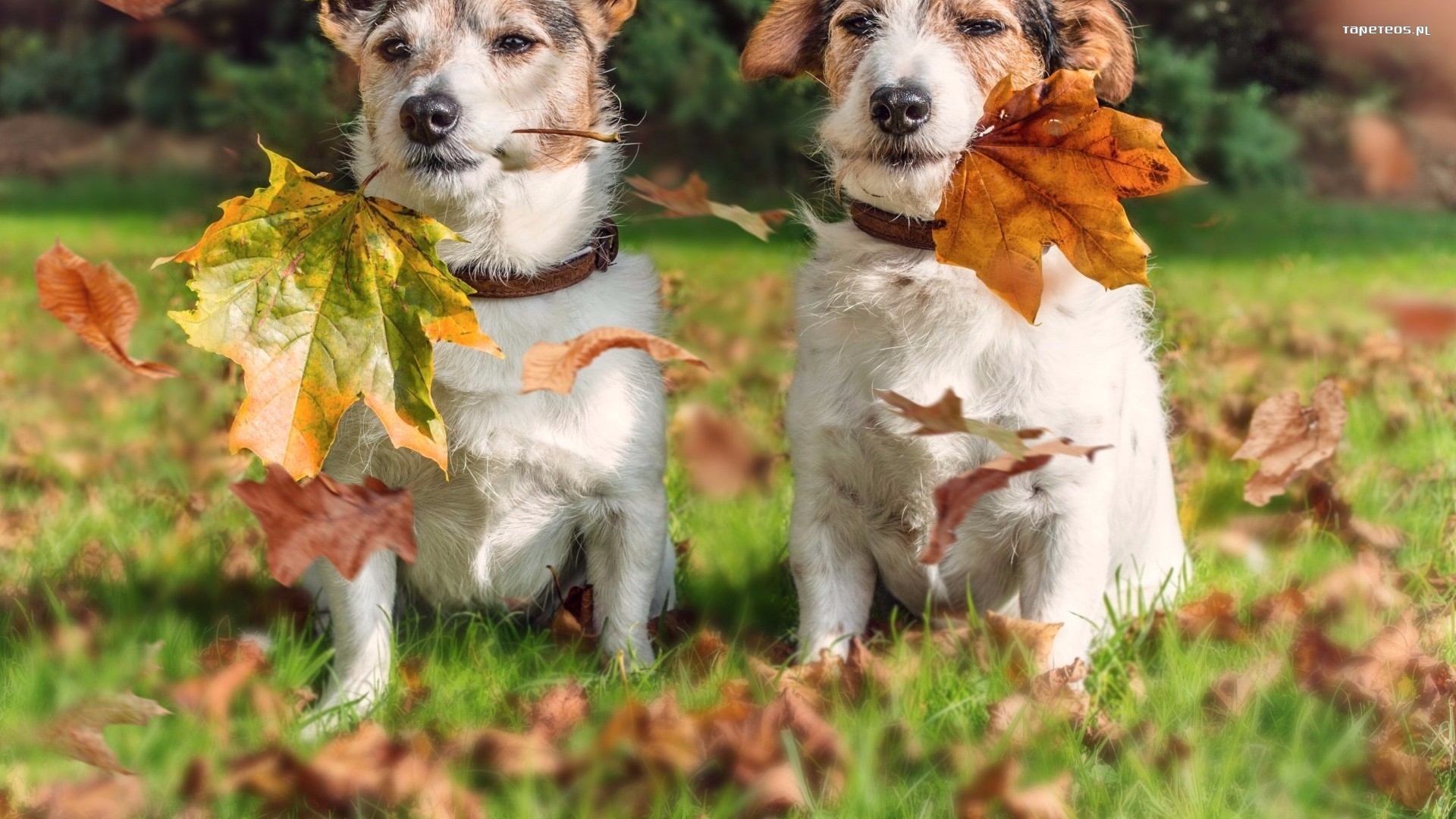 Jack Russell Terrier 006 Psy, Zwierzeta, Liscie, Trawa, Jesien
