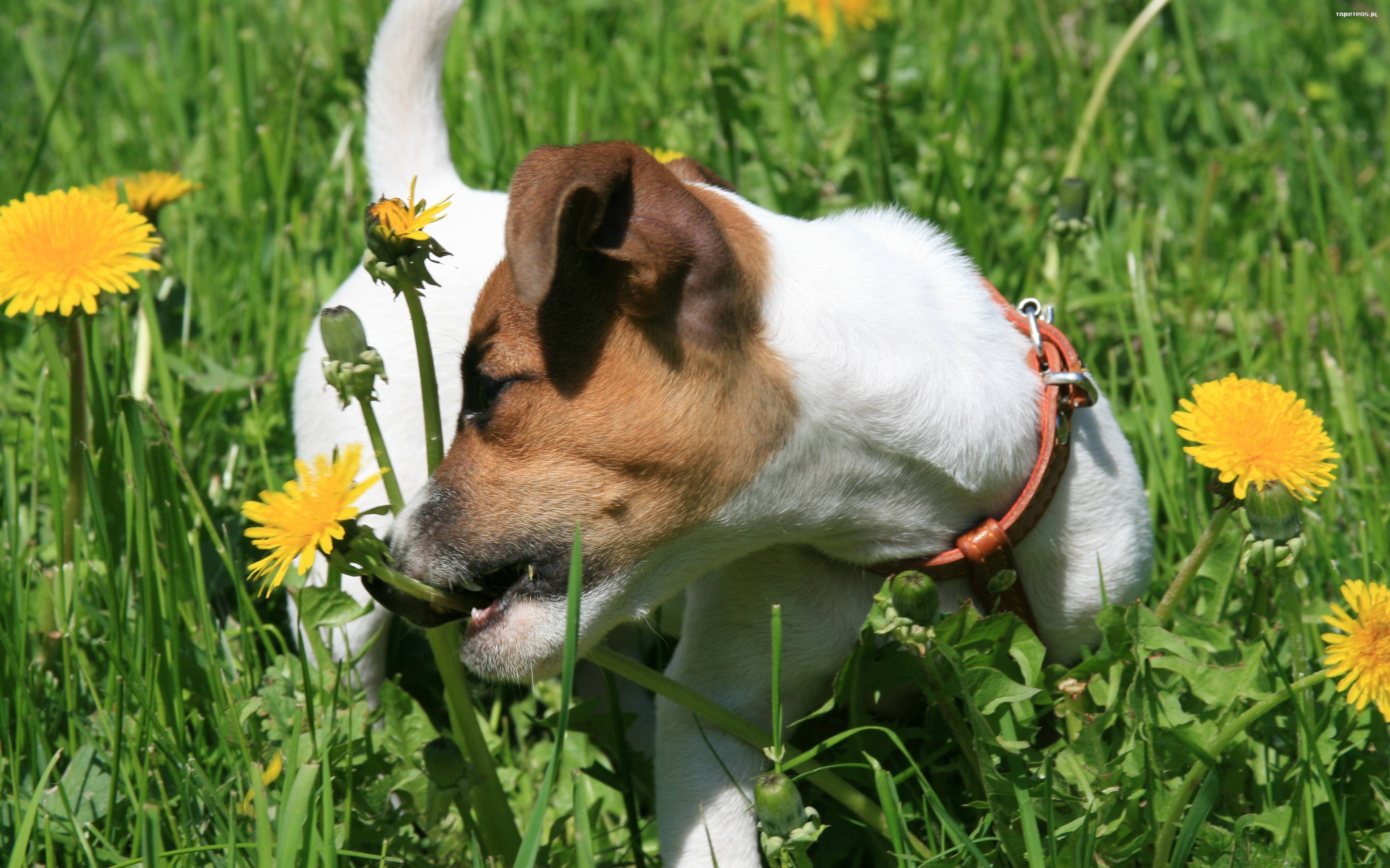 Jack Russell Terrier 013 Psy, Zwierzeta, Trawa, Kwiaty