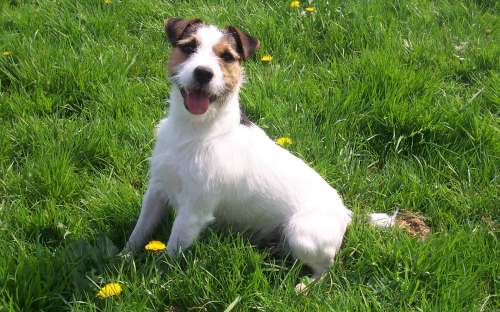 Jack Russell Terrier 015 Psy, Zwierzeta, Trawa