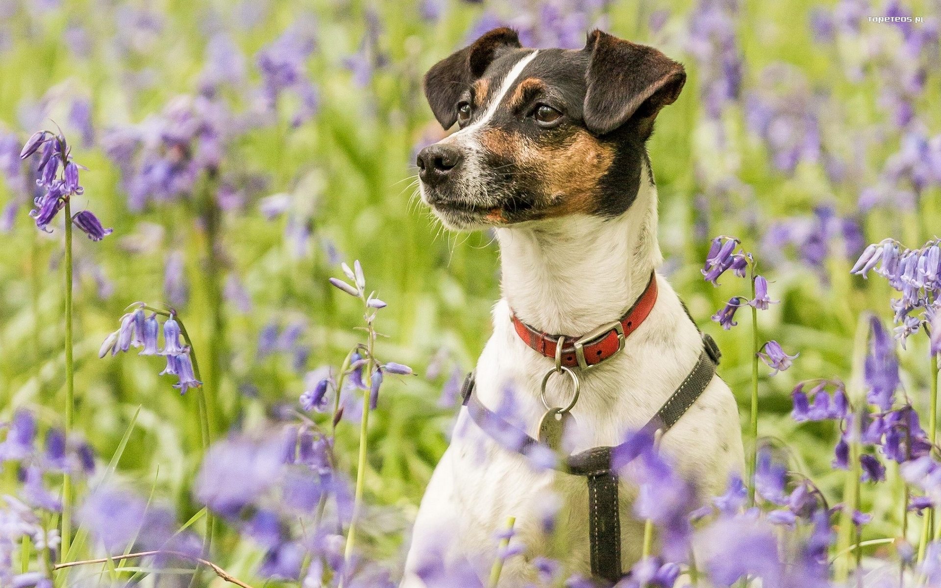 Jack Russell Terrier 019 Psy, Zwierzeta, Kwiaty