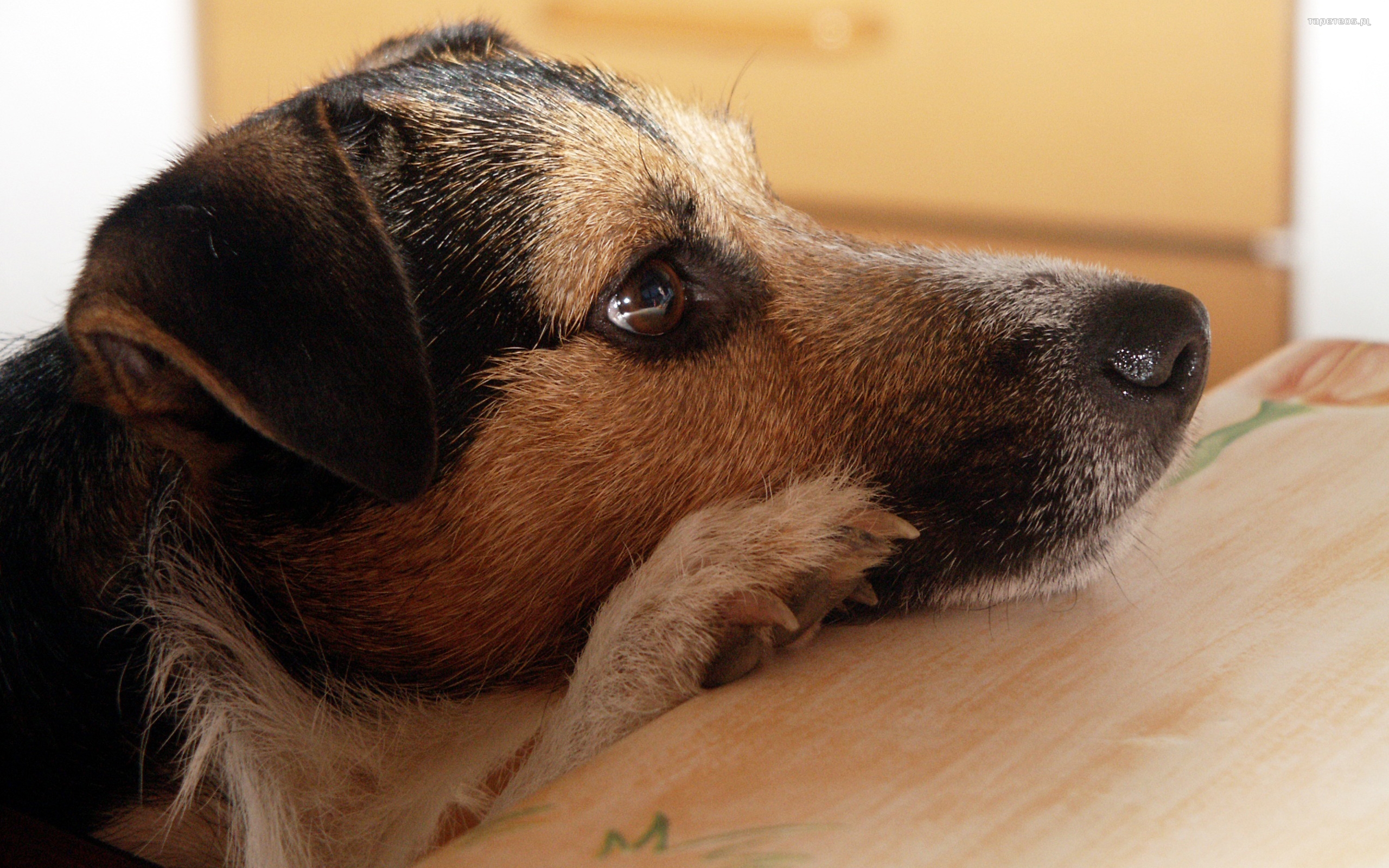 Jack Russell Terrier 037 Psy, Zwierzeta