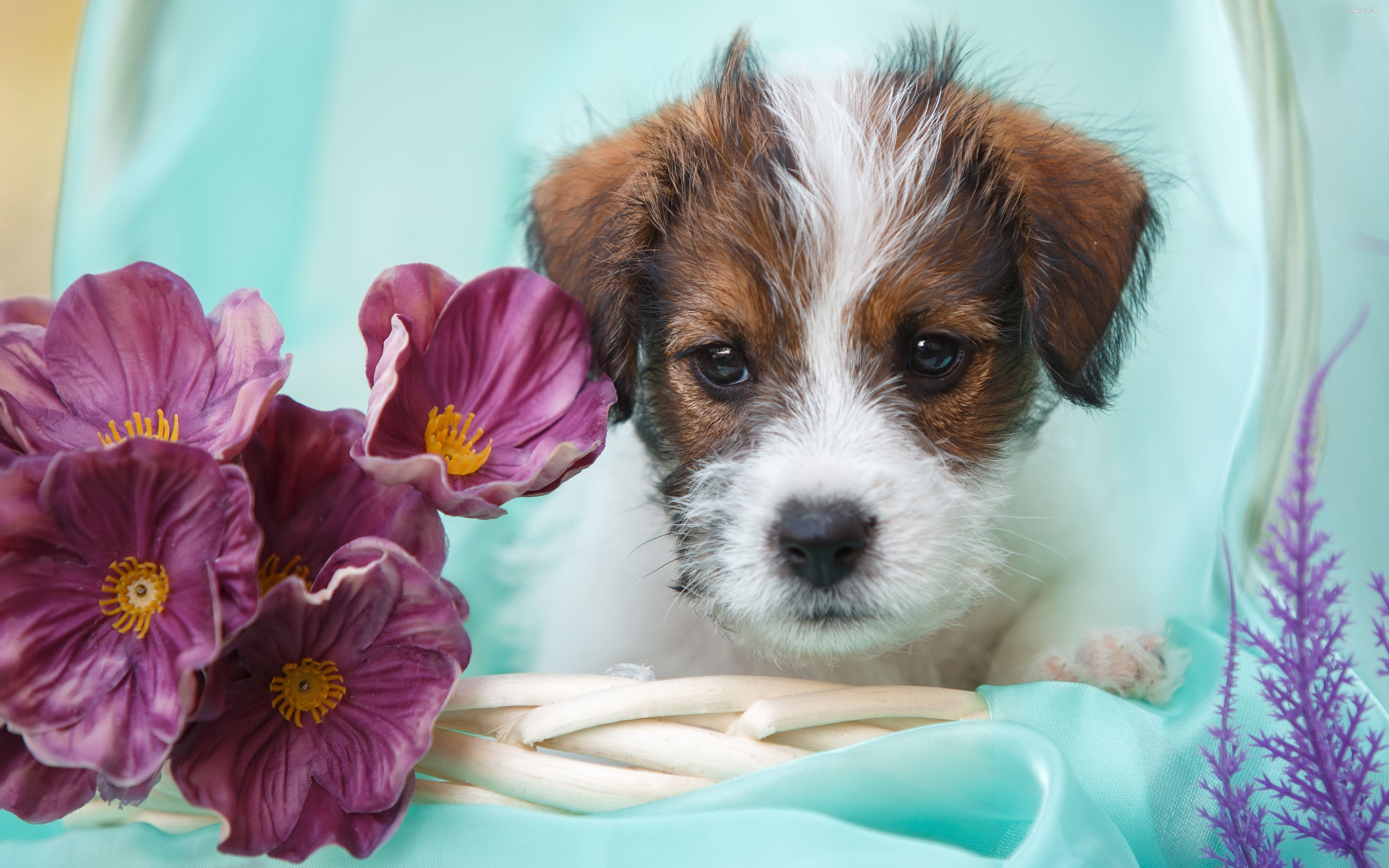 Jack Russell Terrier 039 Psy, Zwierzeta, Szczeniak, Kwiaty