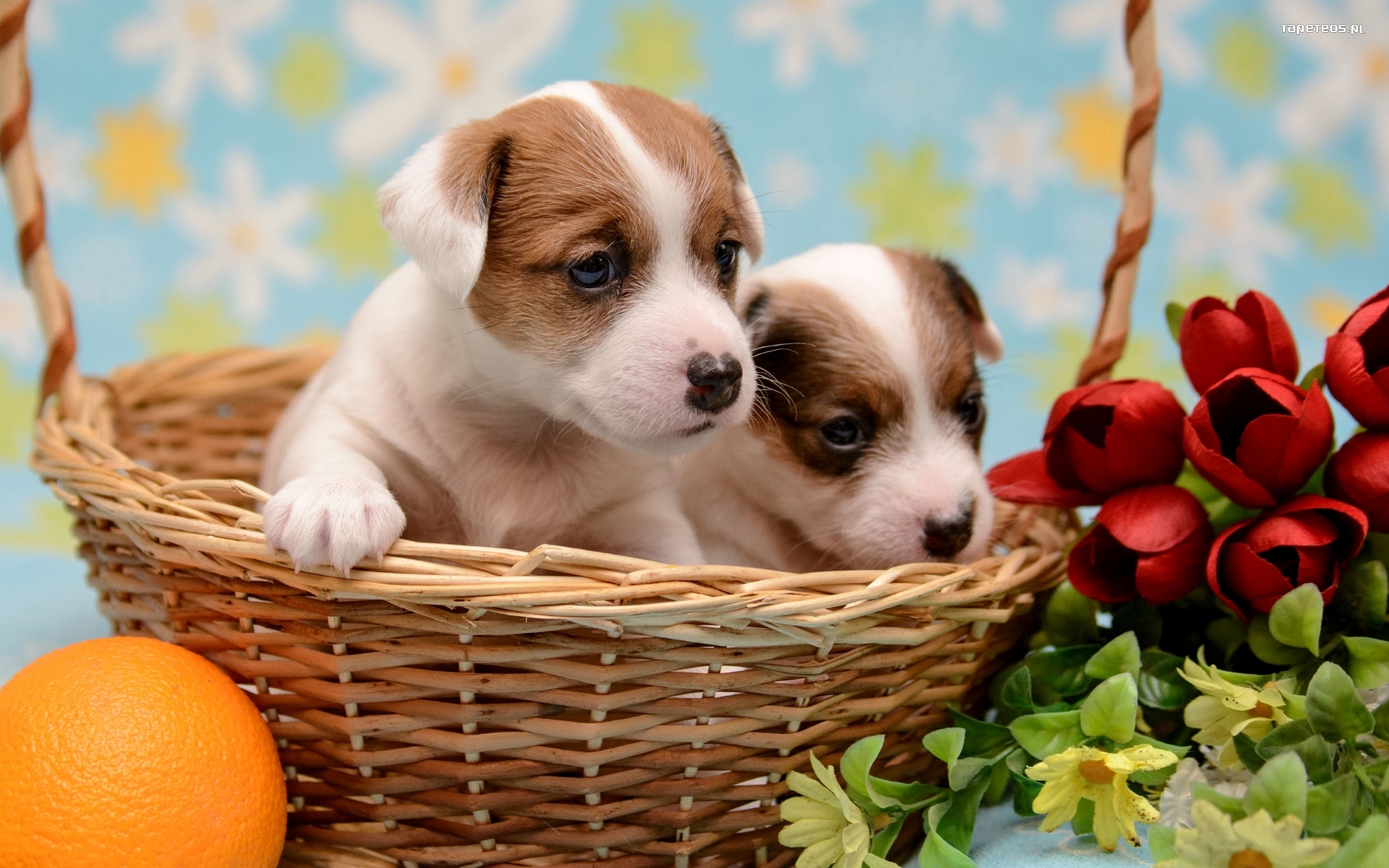 Jack Russell Terrier 050 Psy, Zwierzeta, Szczeniaki, Kosz, Kwiaty