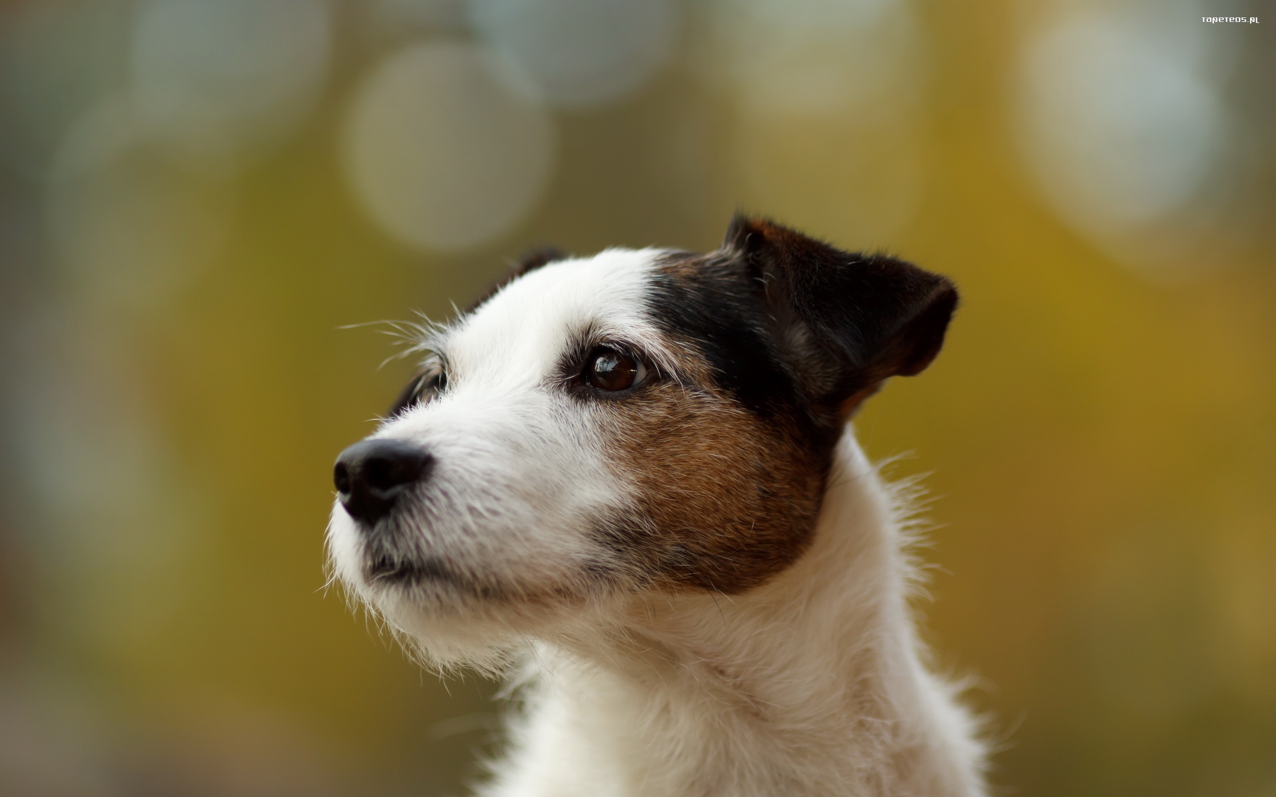 Jack Russell Terrier 055 Psy, Zwierzeta
